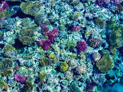 Free stock photo of sea, sea animals, sea life Stock Photo