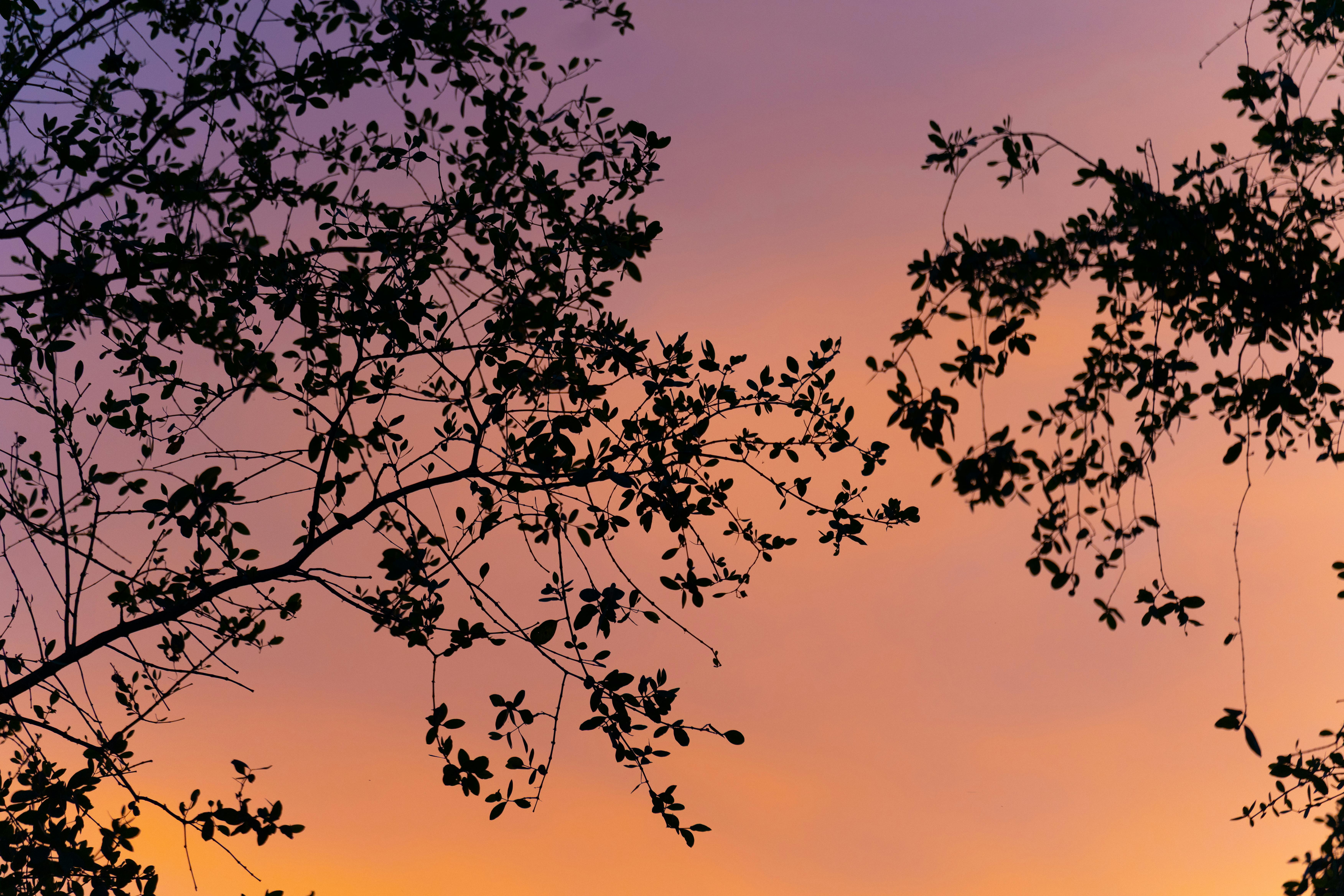 ingyenes Az élénk lila és narancssárga alkonyati égbolt előtt kirajzolódó faágak nyugodt természeti jelenetet teremtenek. Stockfotó