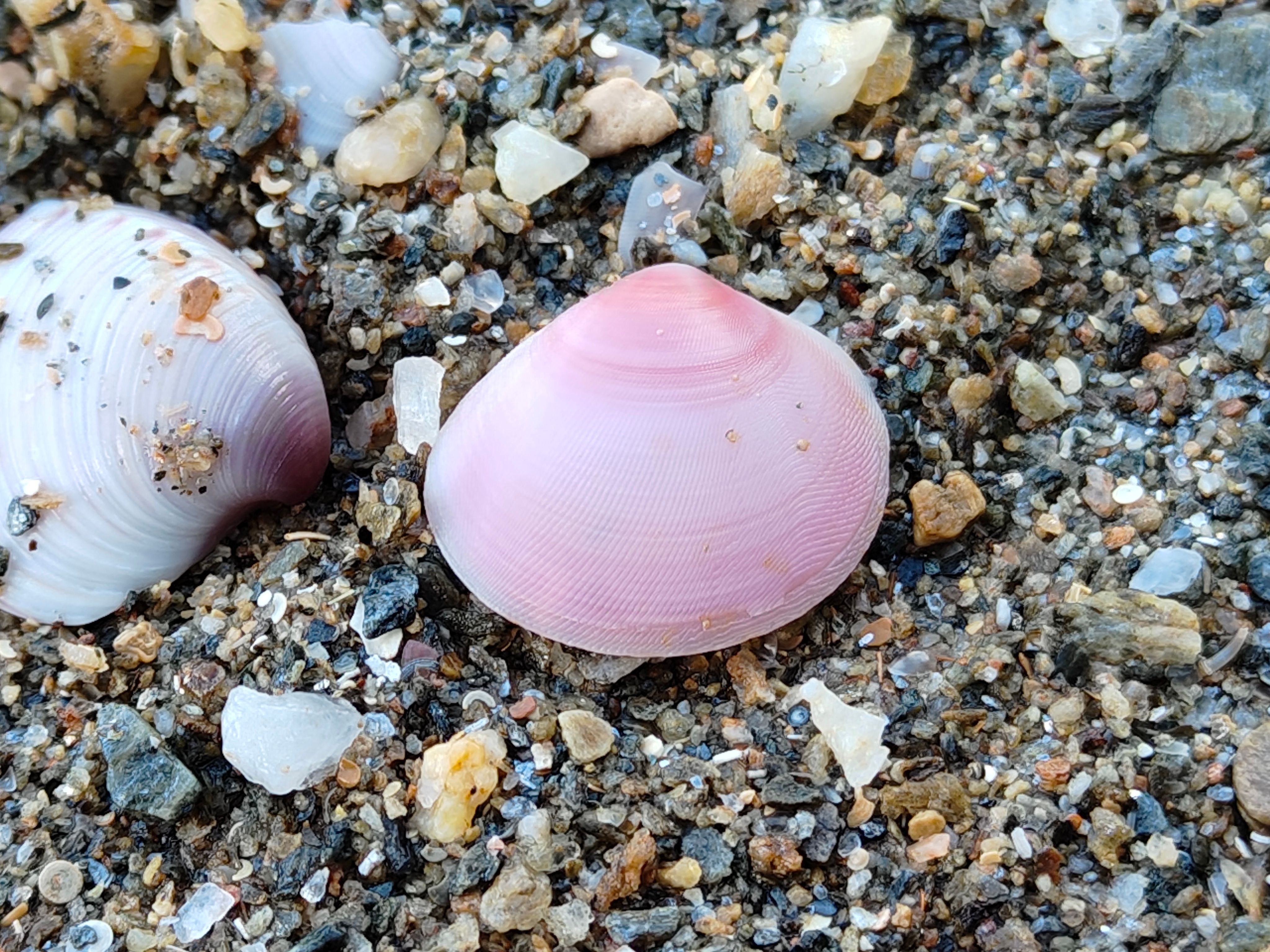 Close-up of Colorful Seashells on Sandy Beach · Free Stock Photo