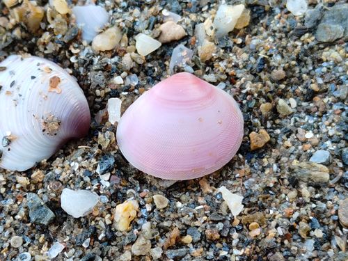 Free Vibrant seashells on a textured sandy beach, showcasing natural beauty and detail. Stock Photo