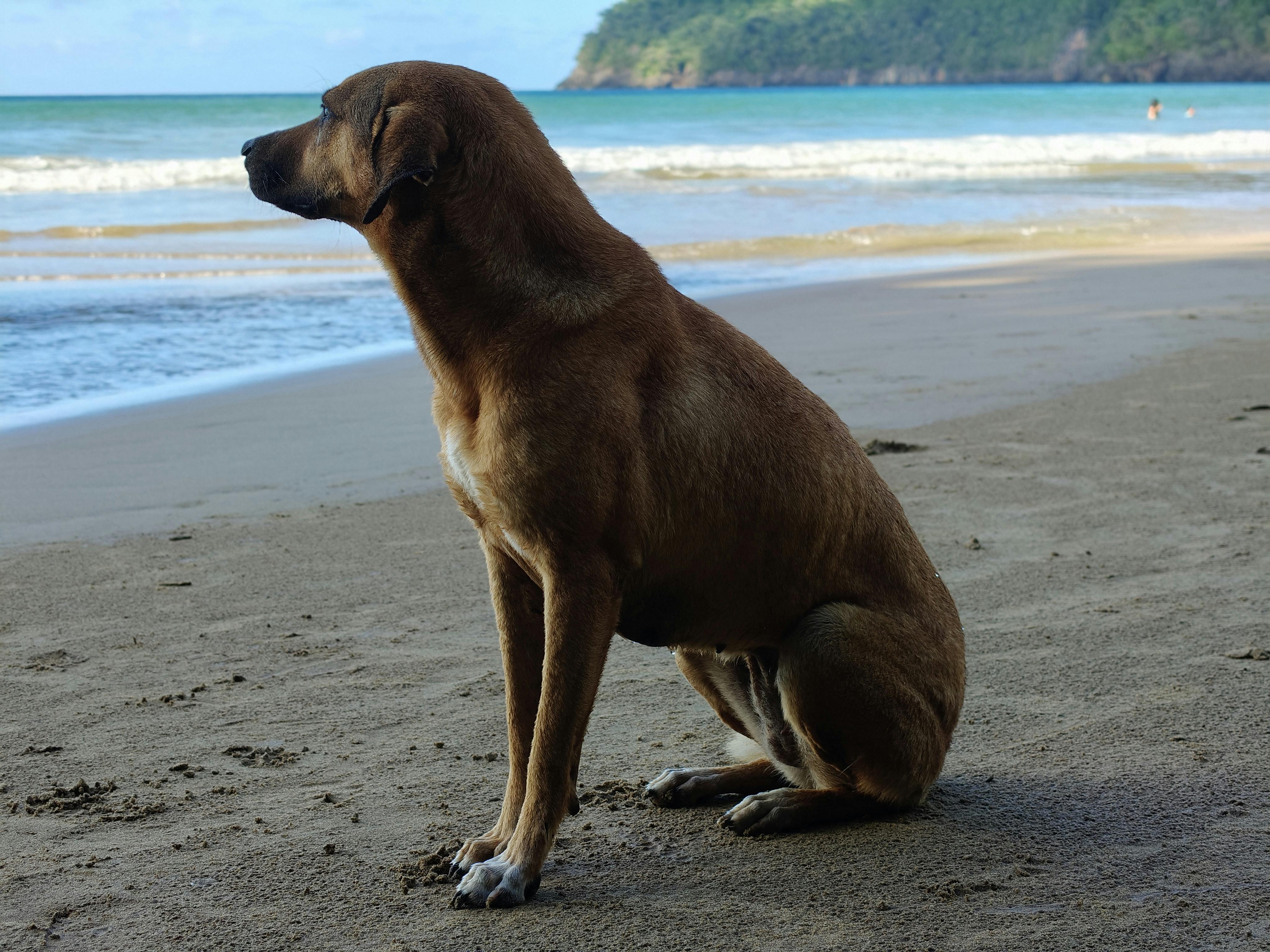 gratis Een rustige bruine hond zit op een tropisch zandstrand met zachte golven op de achtergrond. Stockfoto
