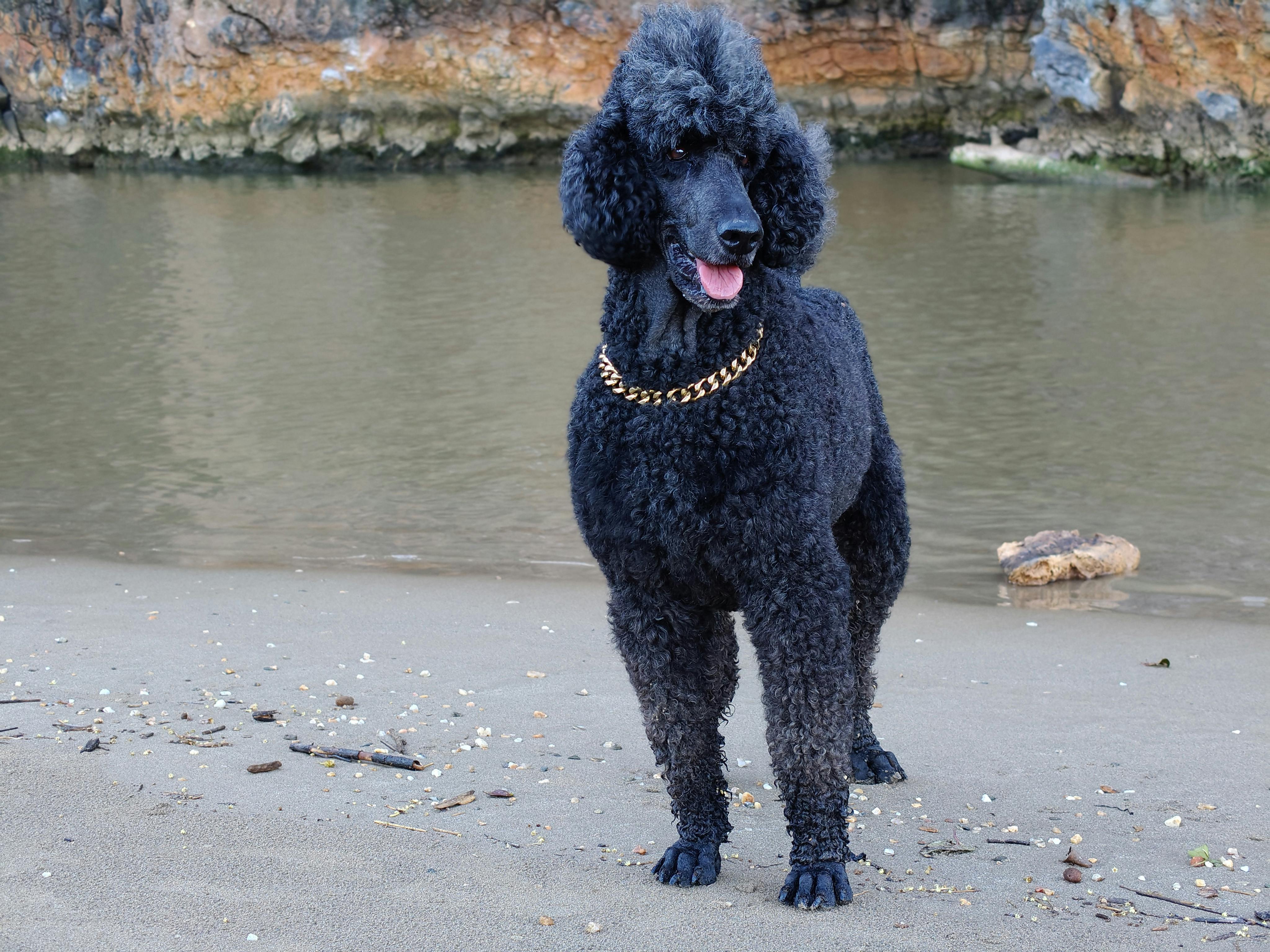 gratis Een stijlvolle zwarte poedel met een gouden ketting staat elegant op een zandstrand aan het water. Stockfoto
