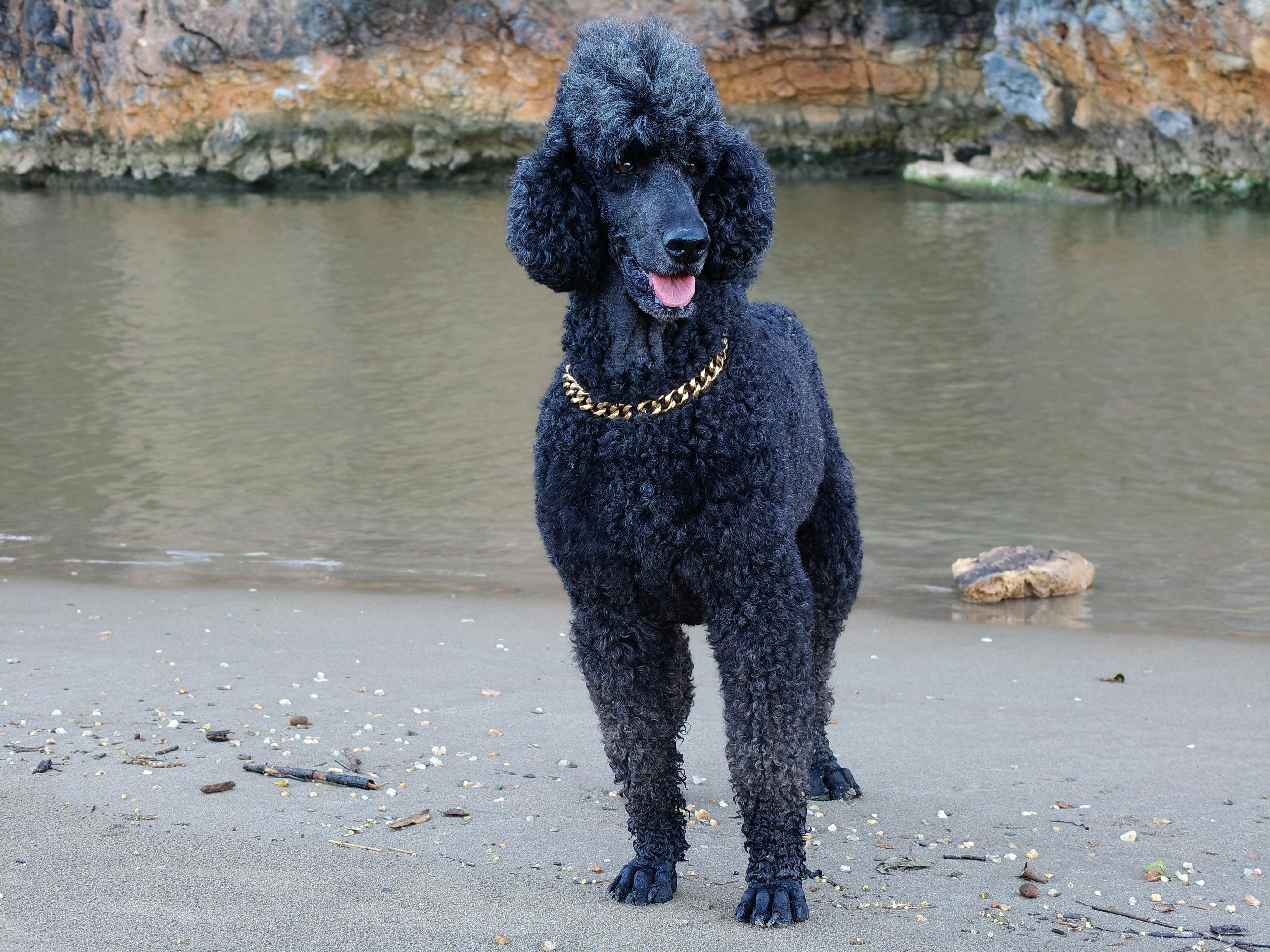 grátis Um poodle preto adornado com uma corrente de ouro está elegantemente posicionado na praia, exibindo sua pelagem encaracolada. Foto profissional