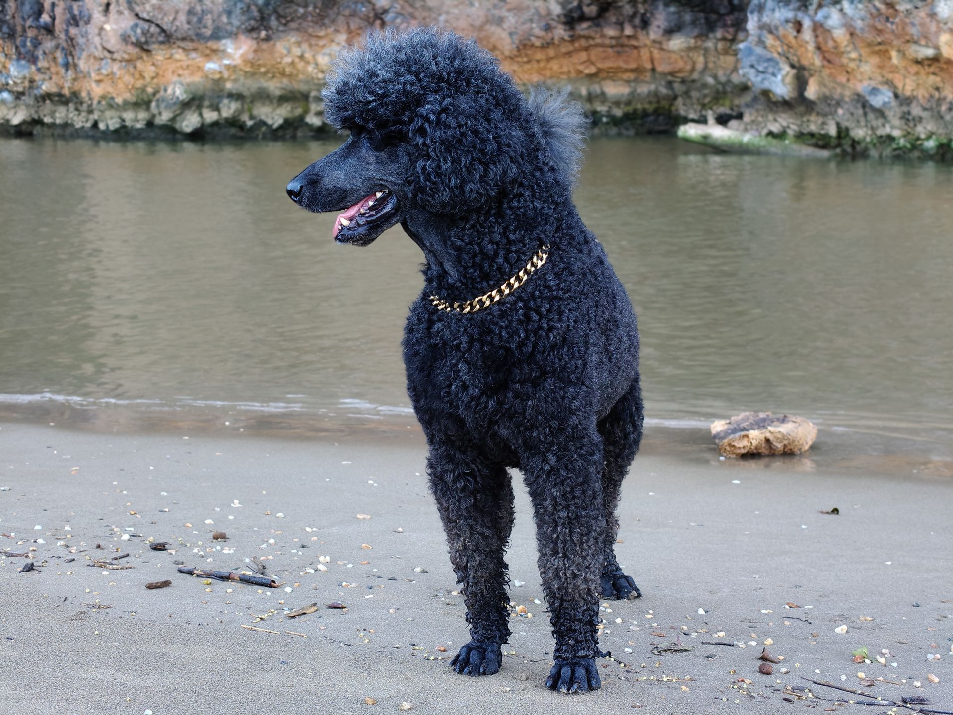 A Poodle