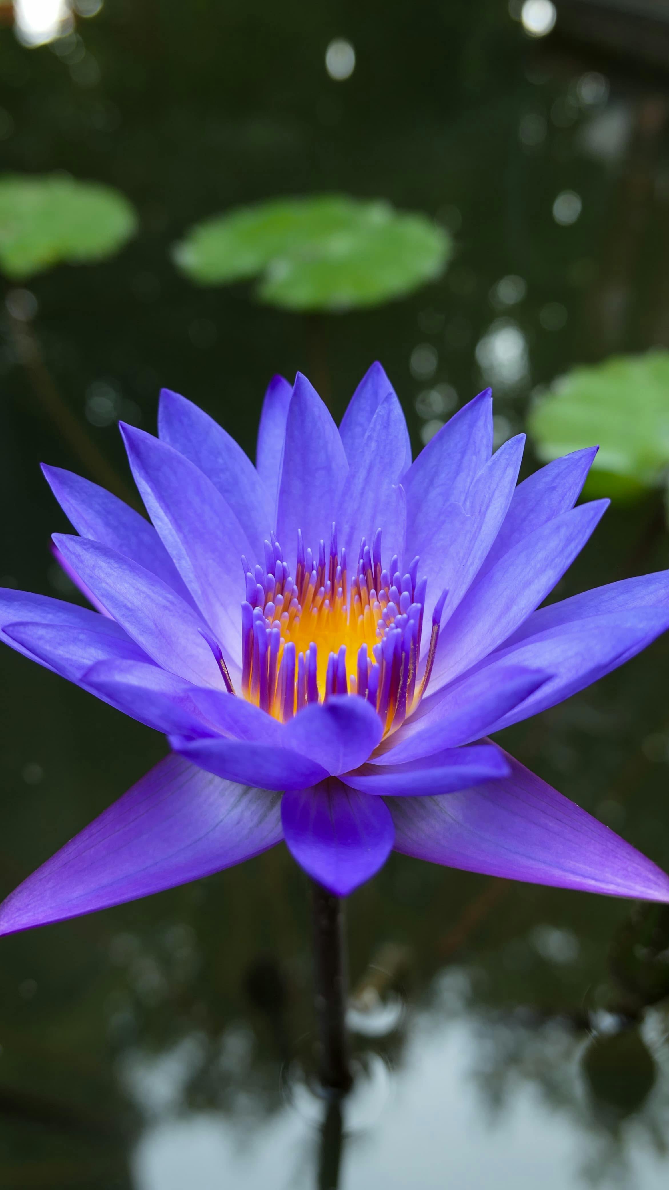 De franc Un impressionant nenúfar porpra en un estany serè, capturant l'essència de la bellesa natural d'Indonèsia. Foto d'estoc