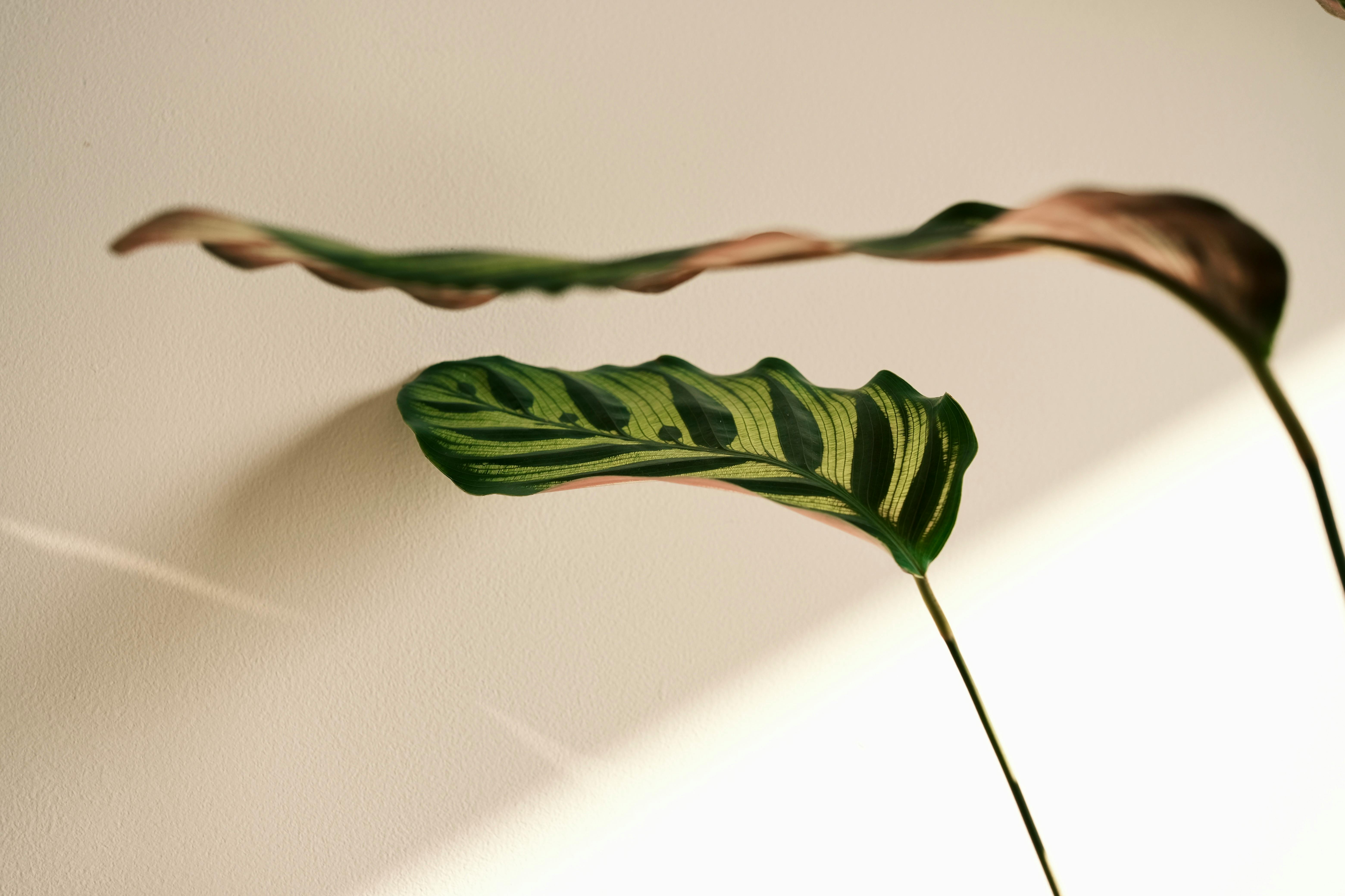 Безкоштовне Елегантний зелений листок калатеї відкидає драматичні тіні на освітлену сонцем стіну, демонструючи майстерність природи. стокове фото