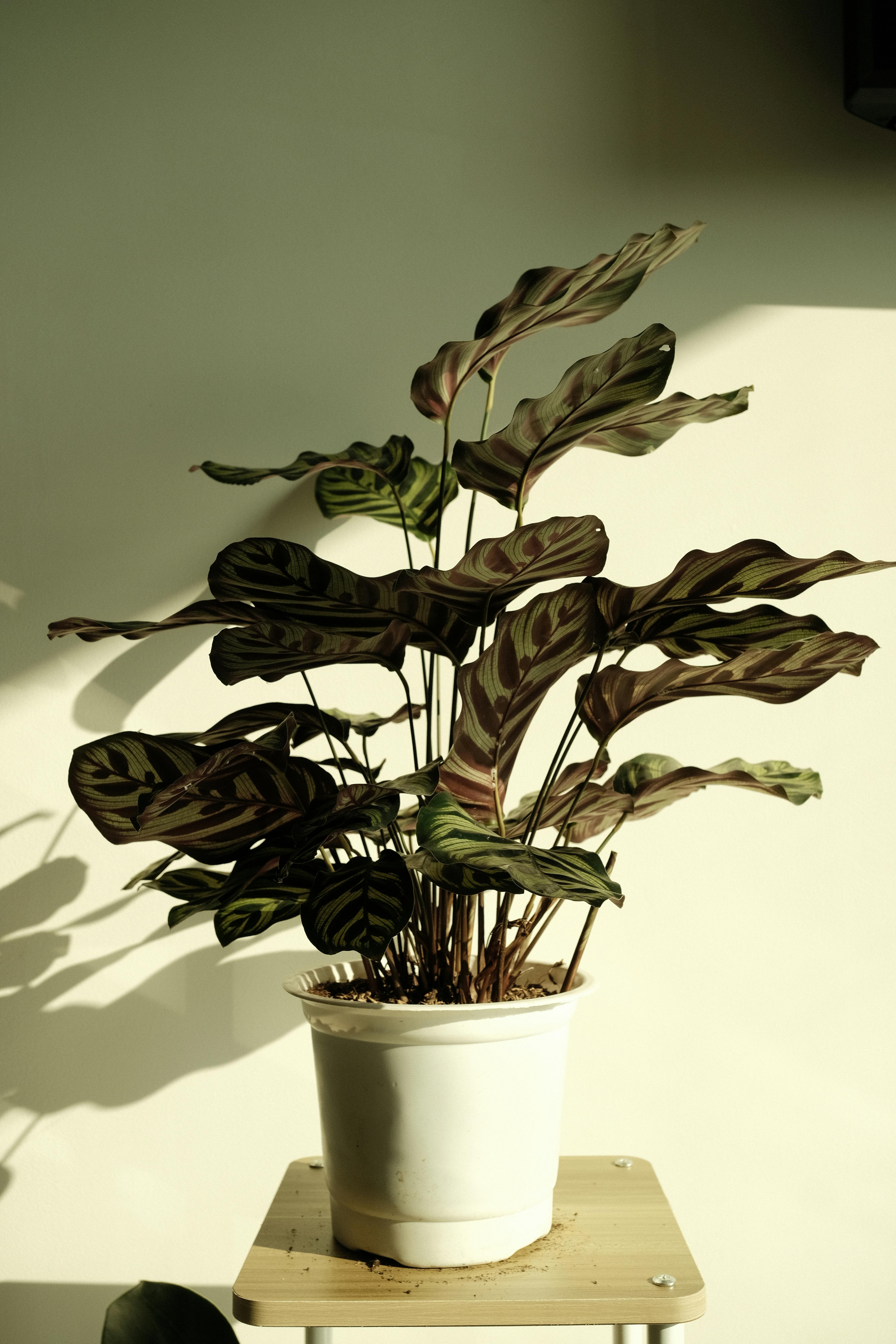 Zadarmo Rastlina kalatéje v bielom kvetináči zaliata teplým slnečným svetlom, ktorá odhaľuje svoje jedinečné vzory listov. Fotka z fotobanky