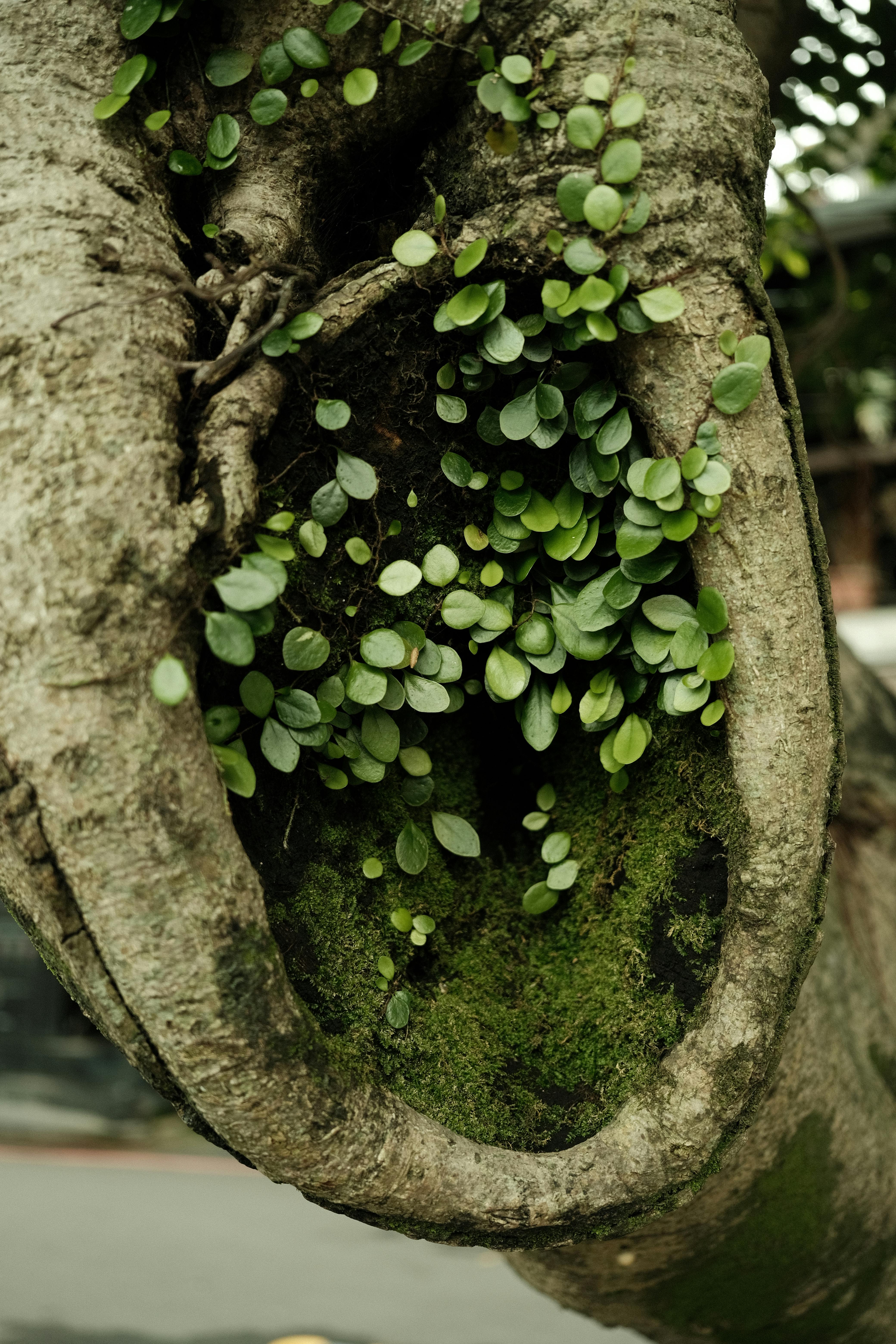 ingyenes Részletes nézet egy fatörzsben növő, mohával körülvett, élénkzöld leveleket mutató apró növényekről. Stockfotó