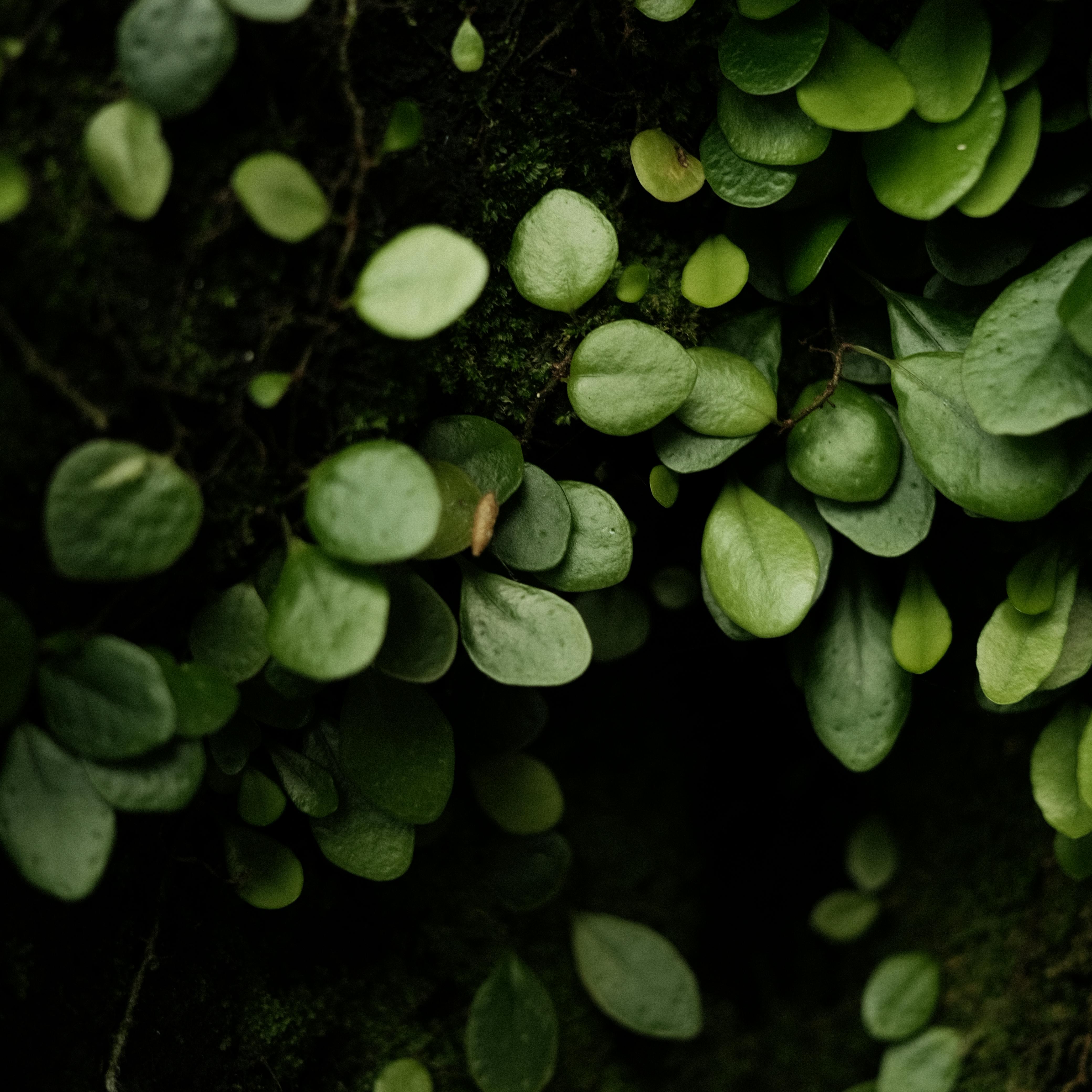 A detailed close-up of vibrant ivy leaves growing on dark moss, showcasing textures and natural beauty.