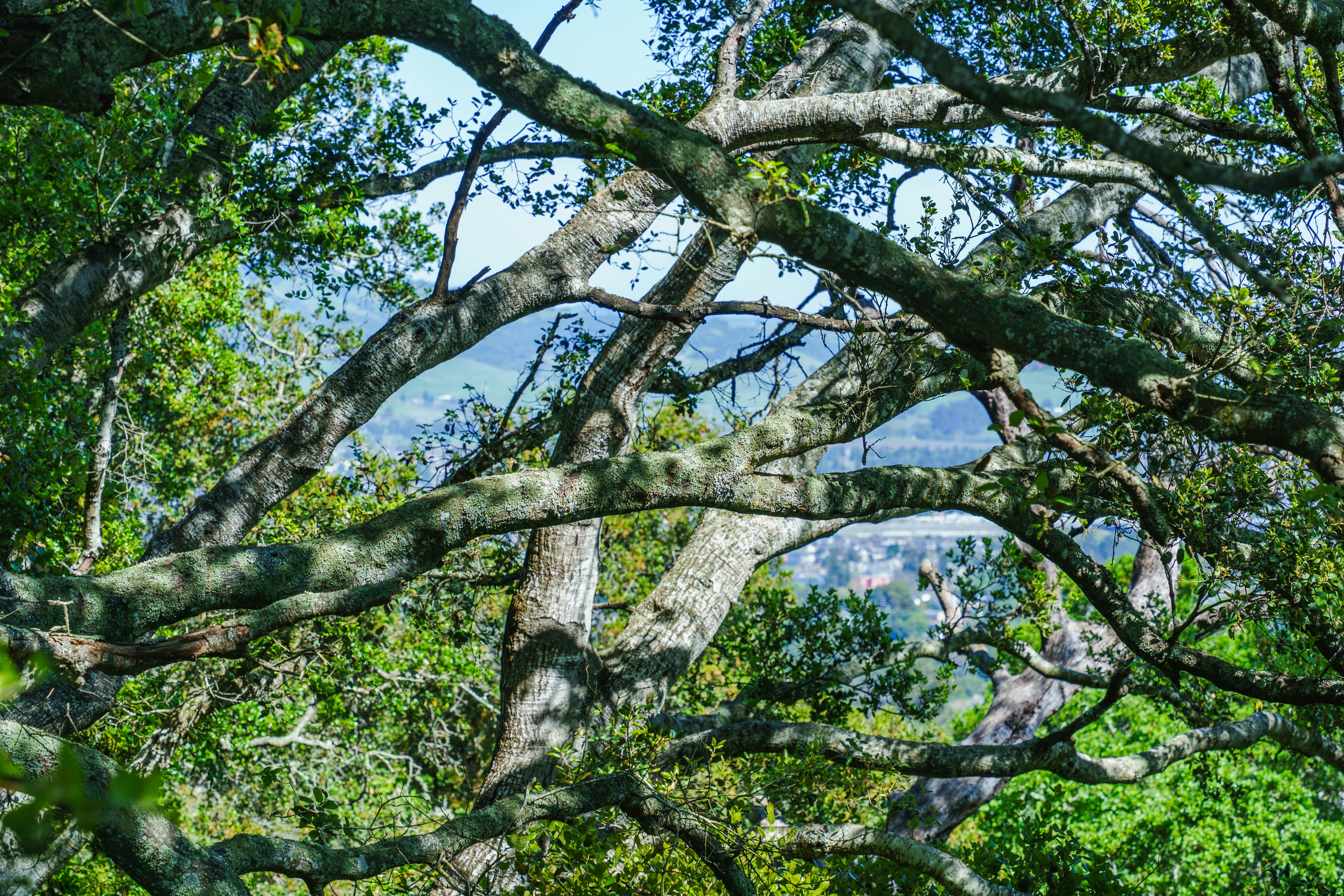 Безкоштовне Захопливий вид на горбистий ландшафт крізь густі гілки дерев, що демонструє природну красу. стокове фото