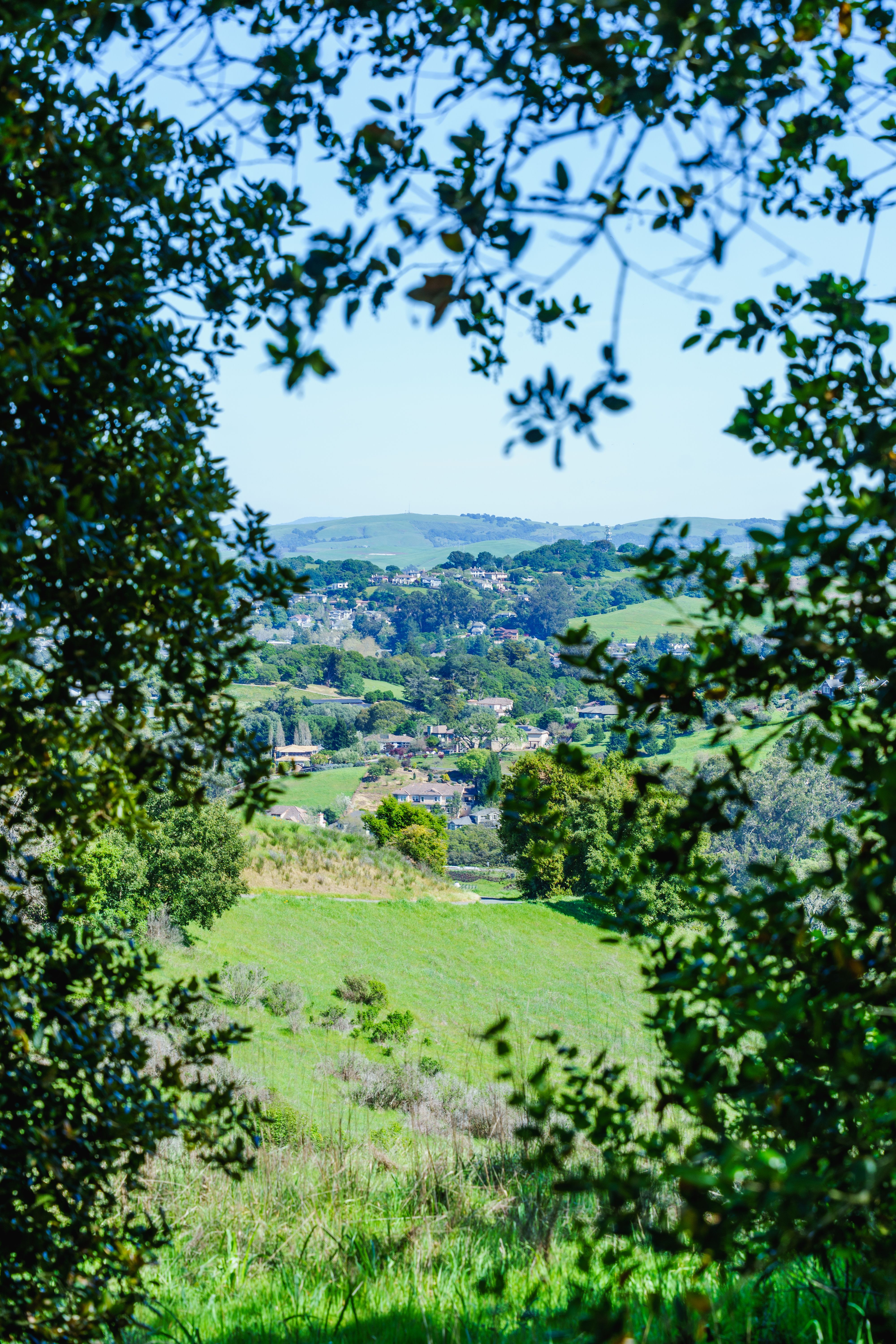 Scenic View of Countryside Through Foliage · Free Stock Photo