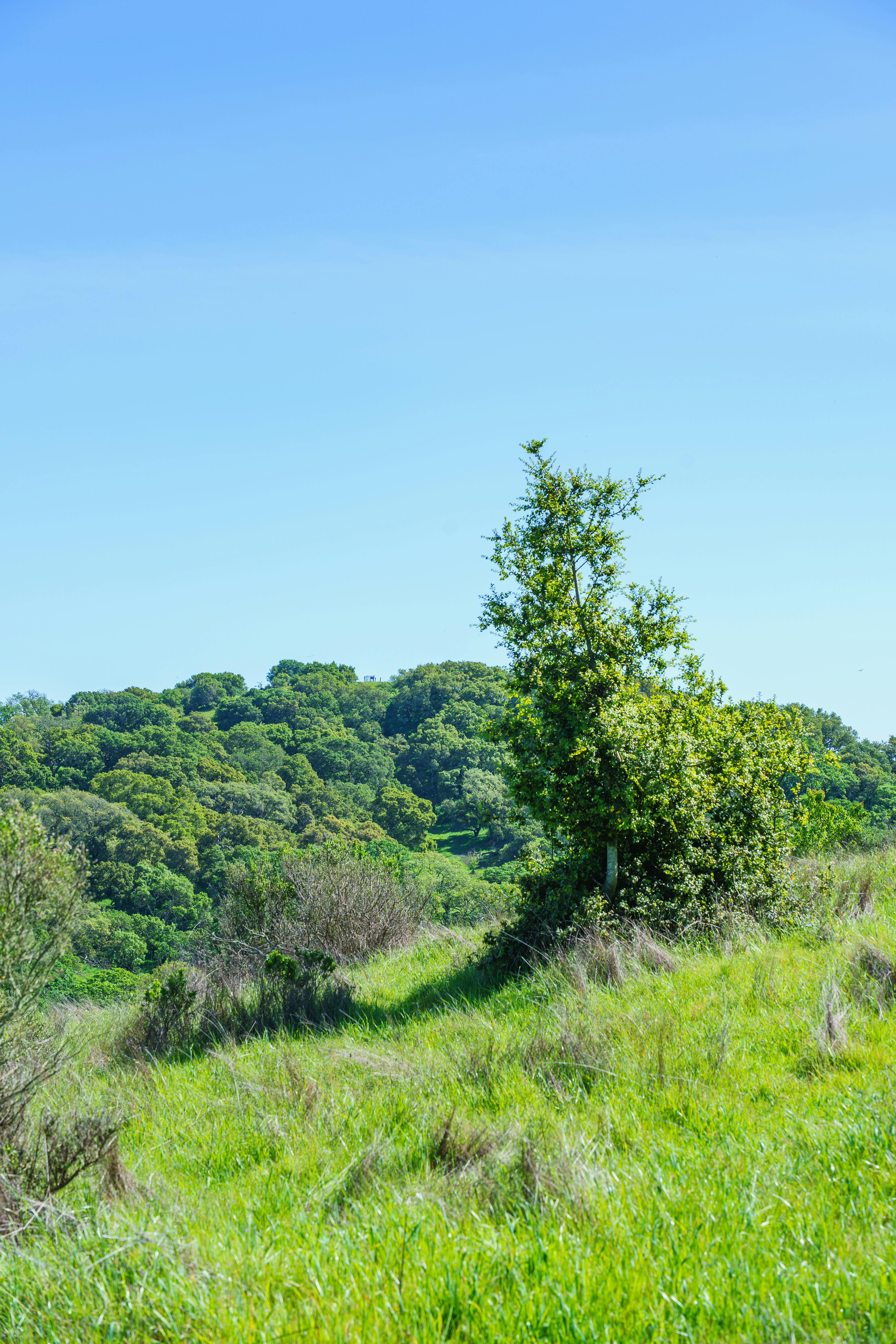 Miễn phí Một khung cảnh thanh bình với những ngọn đồi xanh mướt và hàng cây dưới bầu trời xanh trong vắt, thể hiện trọn vẹn sự yên tĩnh. Ảnh lưu trữ