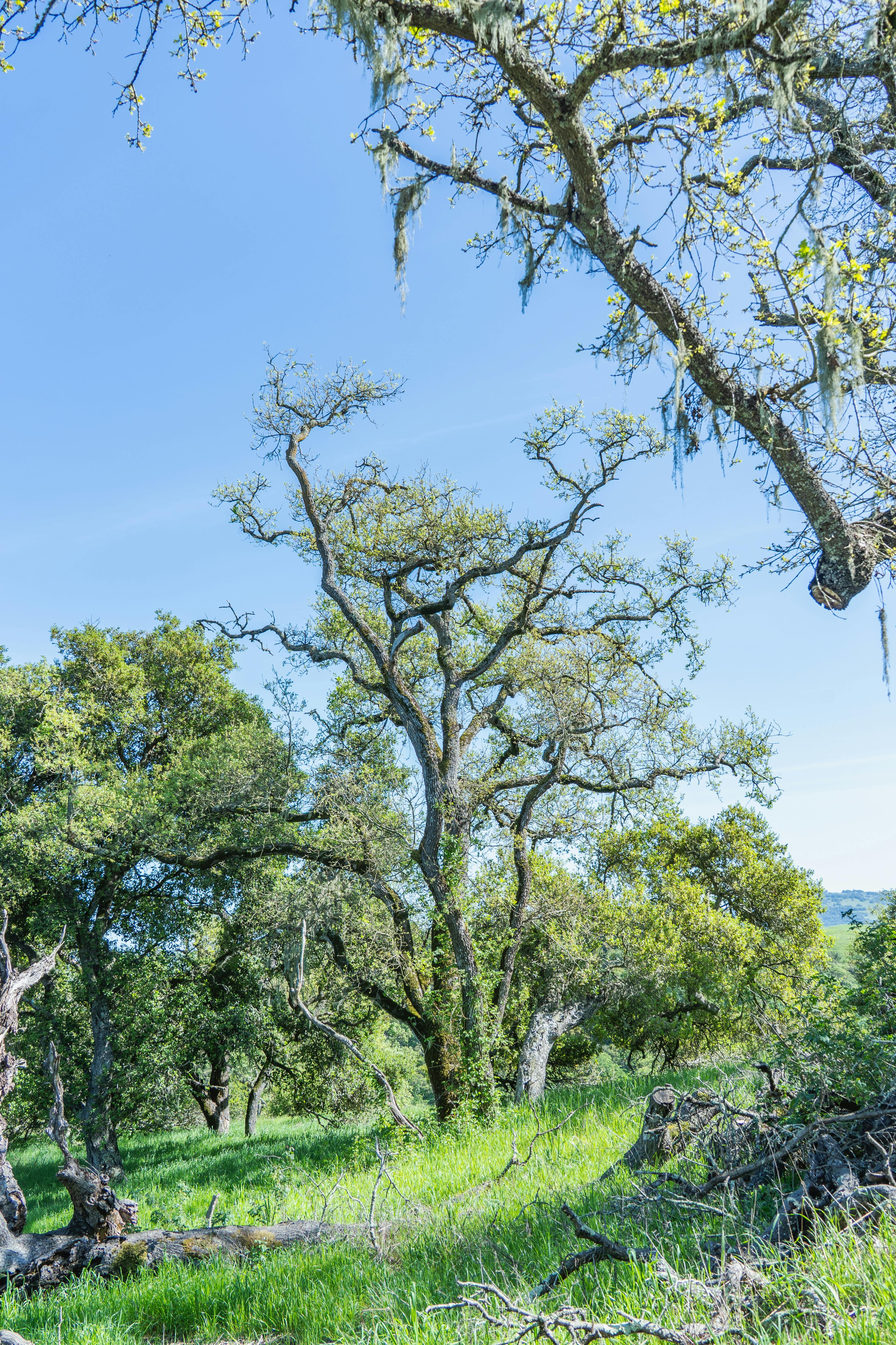 Zadarmo Pokojný háj s dubmi a machom pod jasnou modrou oblohou. Fotka z fotobanky