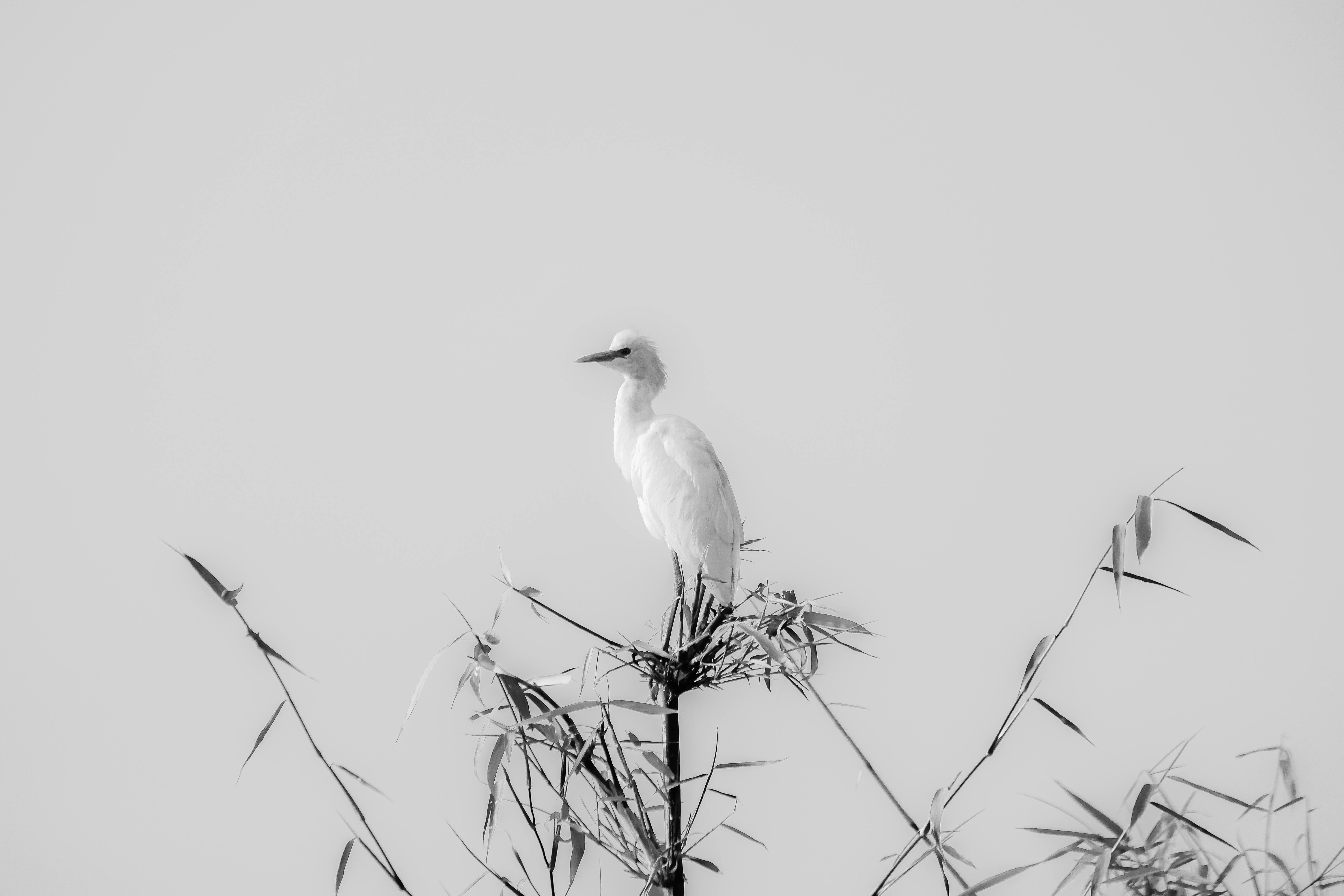 Kostnadsfria En ensam ägretthäger sitter graciöst på bambu mot en minimalistisk himmel i svartvitt. Stock foto