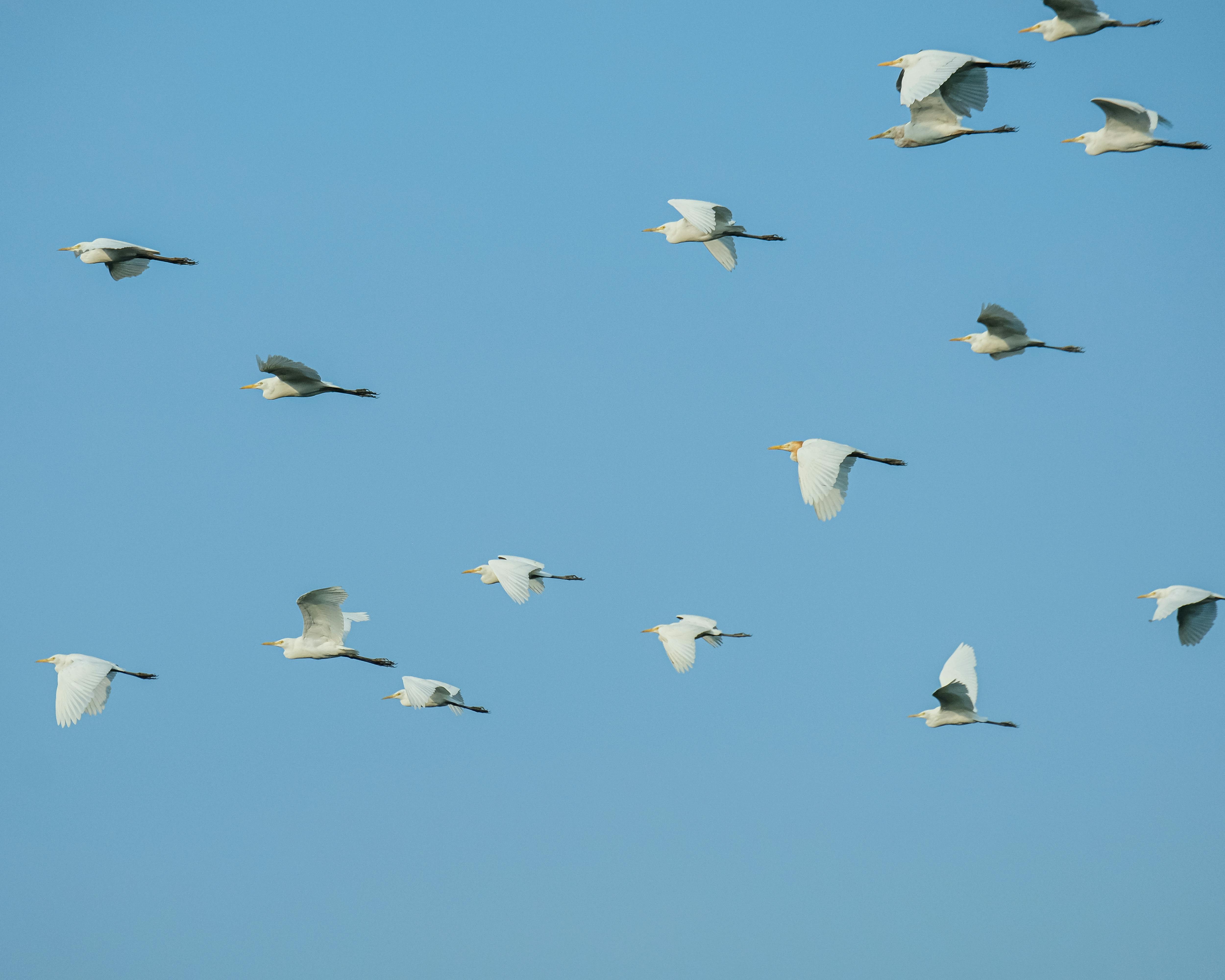 Kostenlos Kostenloses Stock Foto zu anmutig, blauer himmel, bubulcus ibis Stock-Foto