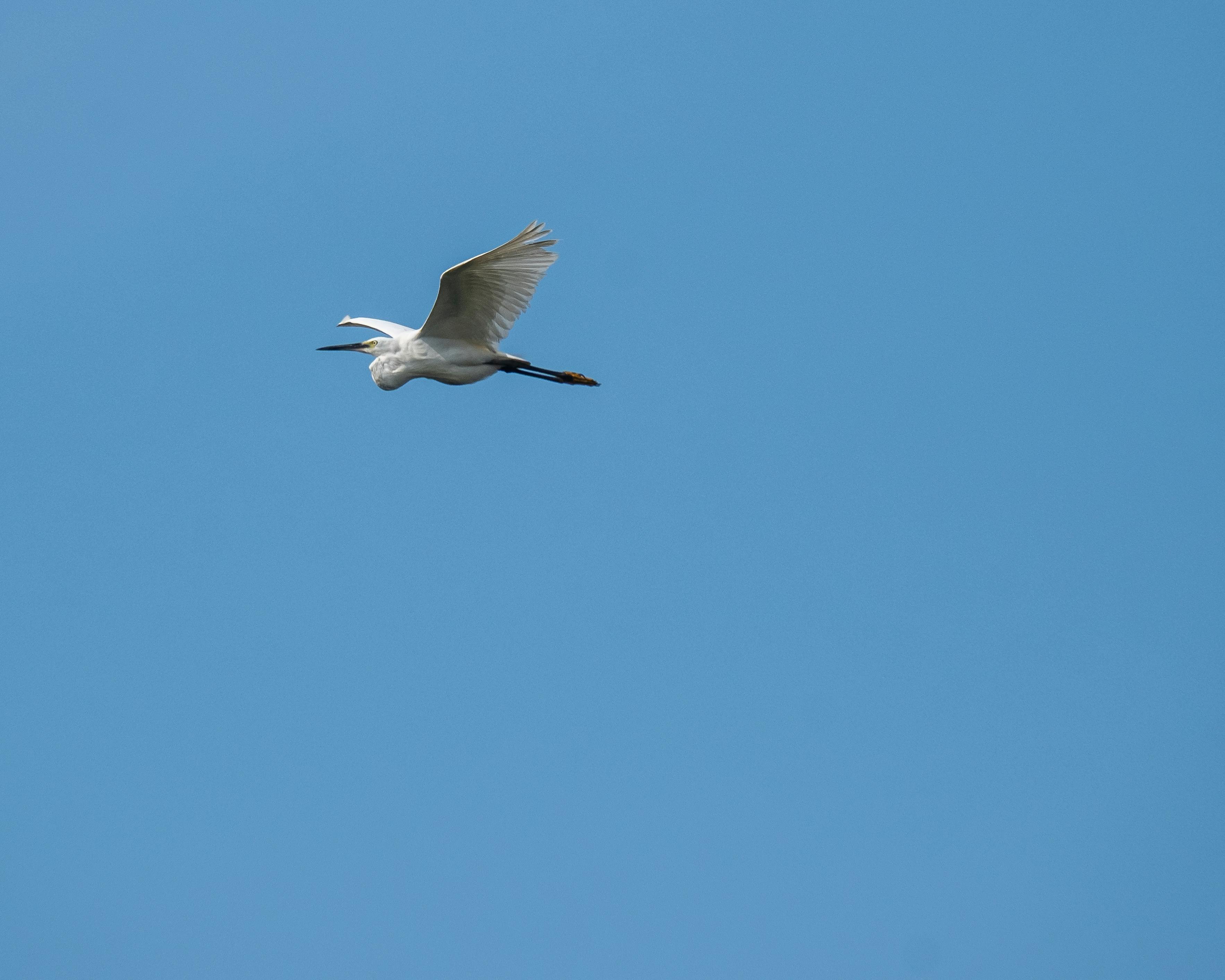 Gratuit Photos gratuites de aigrette, aigrettes, ailes d'oiseau Photos