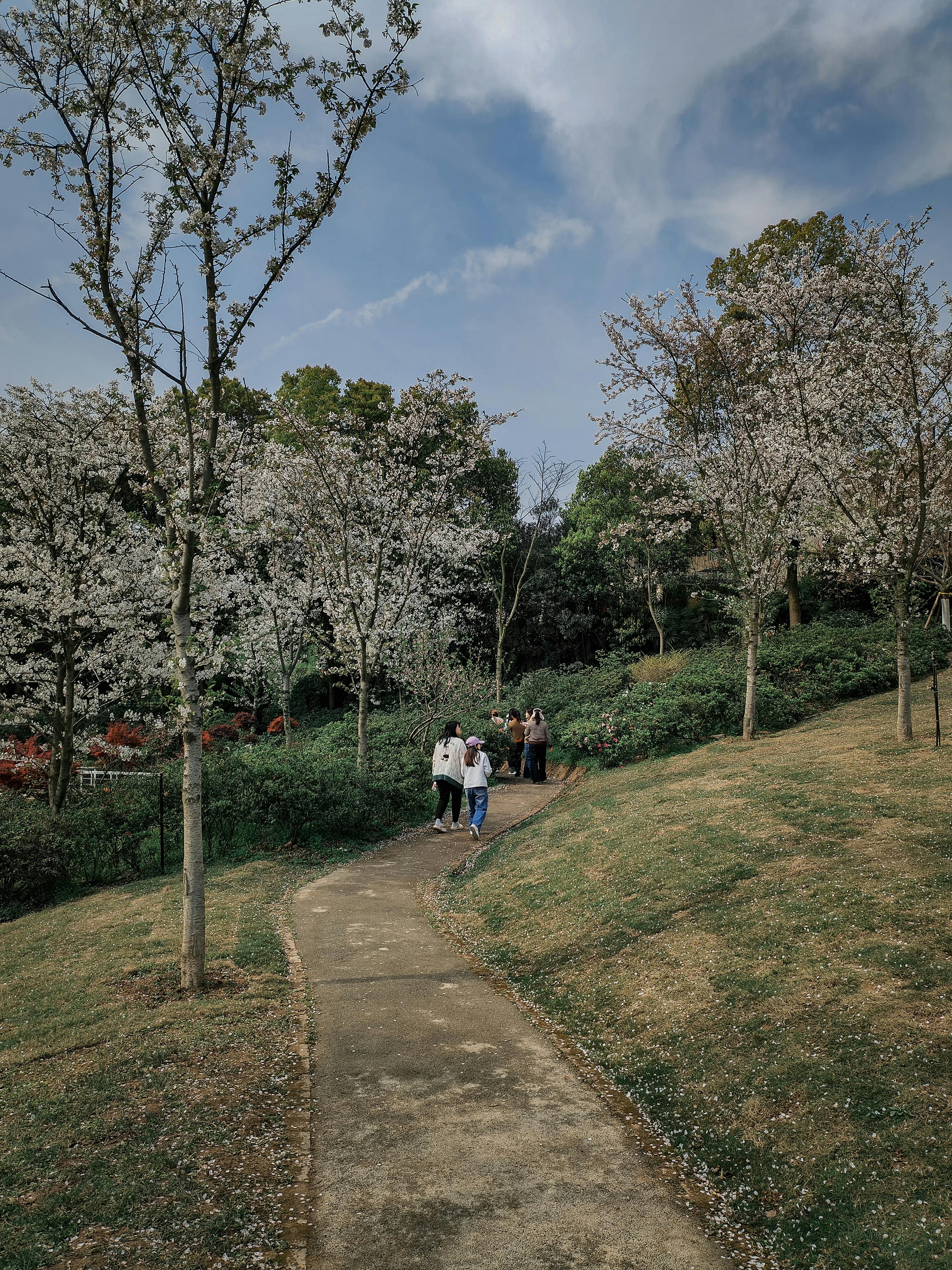 бесплатная Спокойная тропинка через парк, обрамленная цветущими вишневыми деревьями весной. Стоковое фото