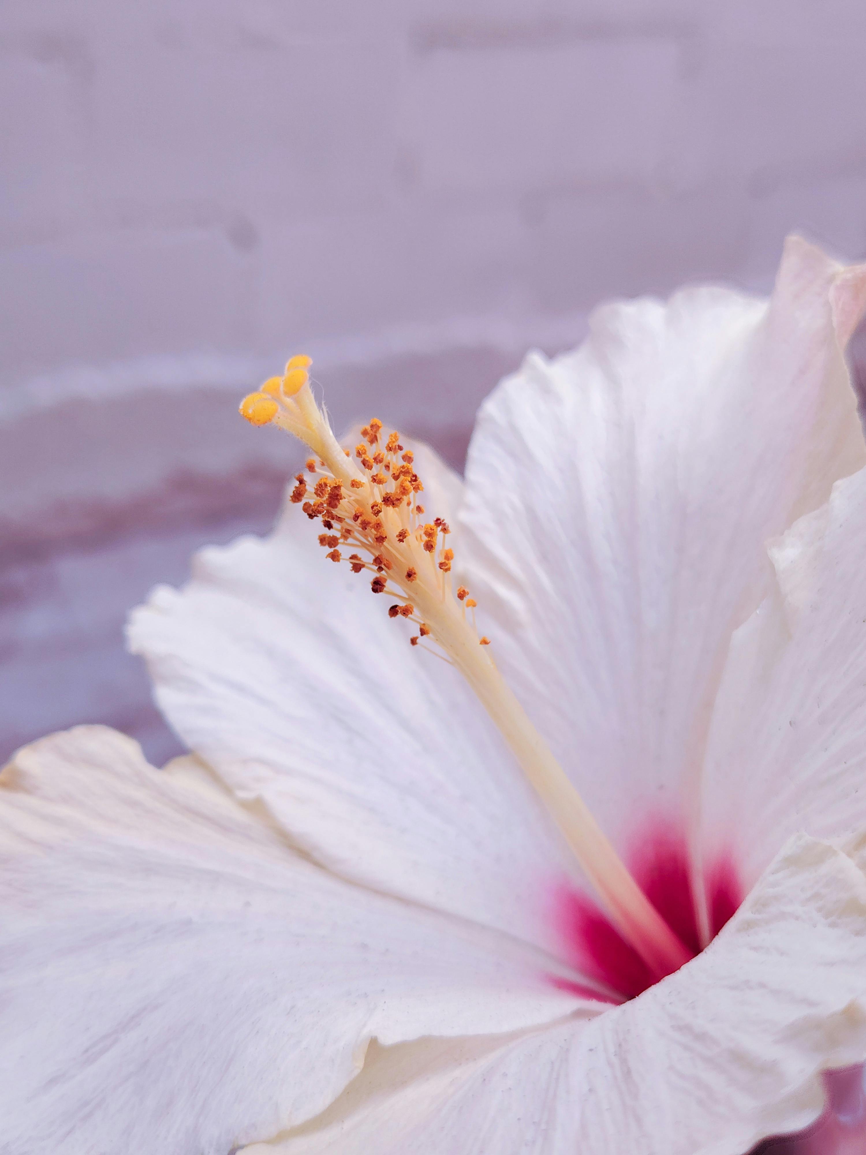 [ColoSach]-detailed-view-of-a-white-hibiscus-flower-showcasing-its-stamen-against-a-soft-background.
