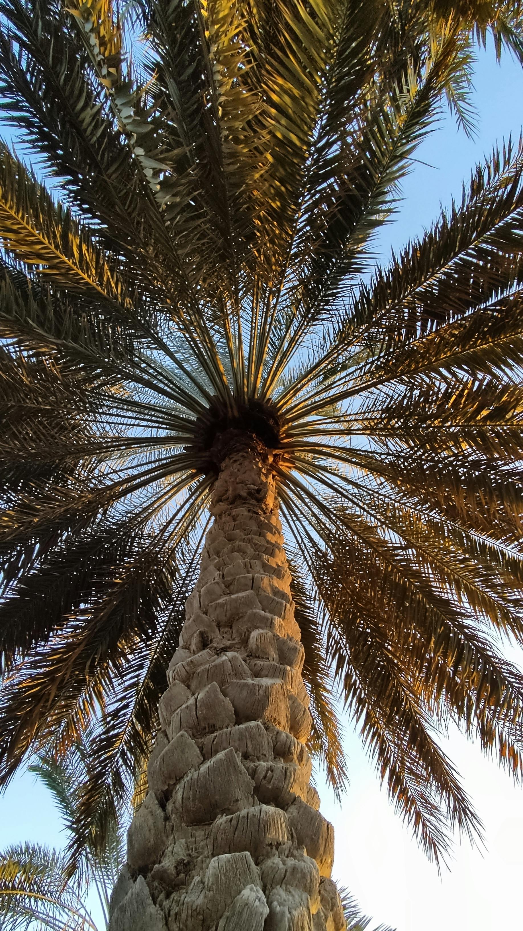 Kostnadsfria Uppåtsikt över en solbelyst palm med klarblå himmel som visar upp naturens skönhet. Stock foto