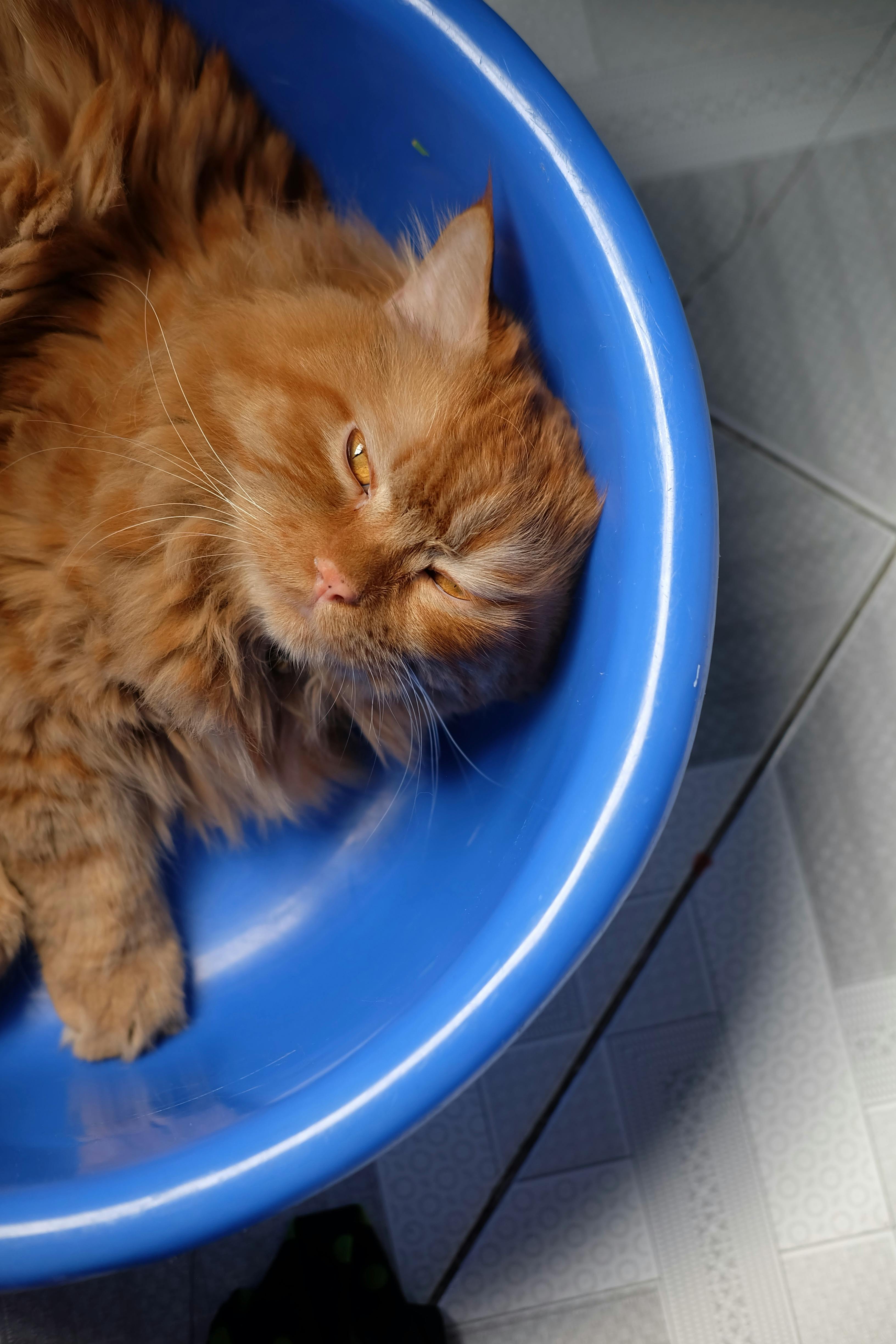 Miễn phí Chú mèo Ba Tư thư giãn nằm nghỉ trong chiếc chậu nhựa màu xanh dương sáng trong nhà. Ảnh lưu trữ