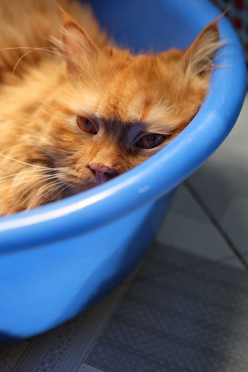Free Close-up of a ginger Persian cat resting in a blue basin, indoors. Stock Photo