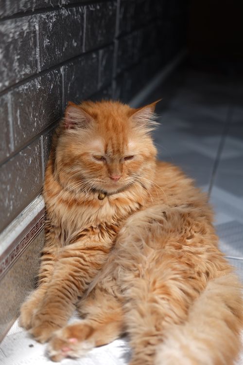 Free A fluffy ginger cat relaxing against a brick wall while sunbathing indoors. Stock Photo