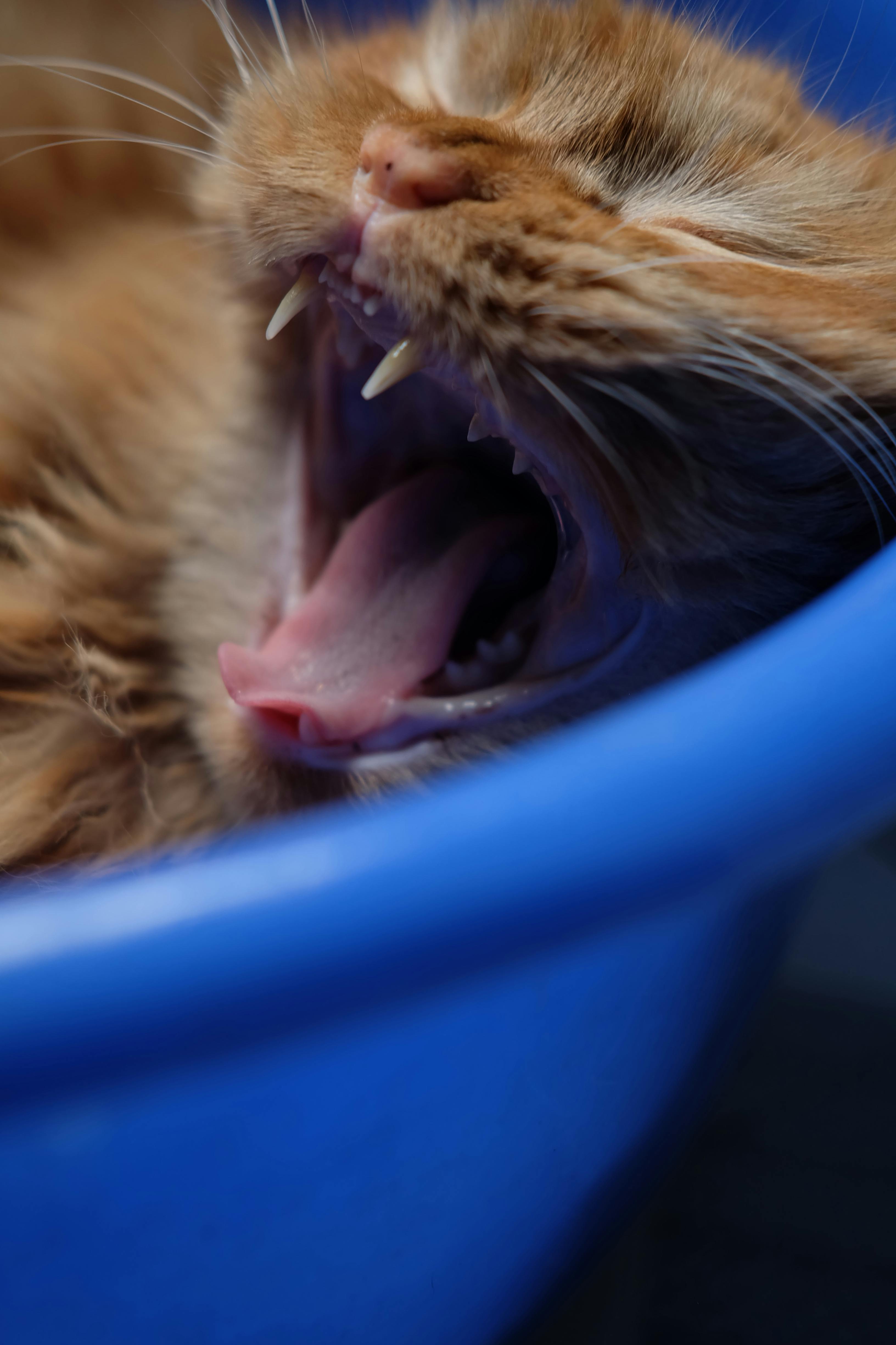 bezplatná Detailní záběr na zívající zrzavou kočku ležící v modré misce pro domácí mazlíčky. Základová fotografie