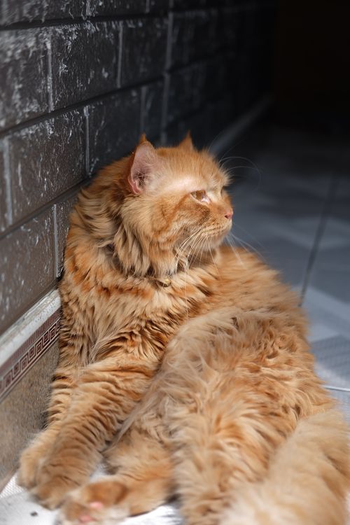 Free A fluffy ginger Persian cat enjoys a sunny spot indoors by a brick wall. Stock Photo