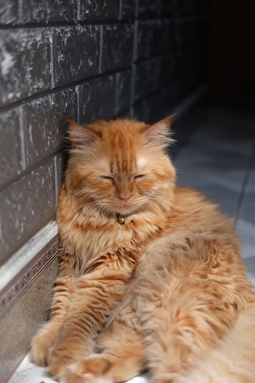 Free A fluffy ginger cat relaxing against a wall, basking in warm sunlight with eyes closed. Stock Photo