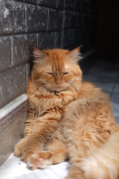 Free A fluffy ginger cat relaxing indoors against a brick wall, basking in warm sunlight. Stock Photo