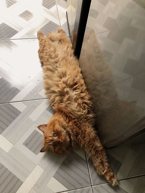 Free Playful ginger cat stretches luxuriously on a geometric patterned tile floor indoors. Stock Photo