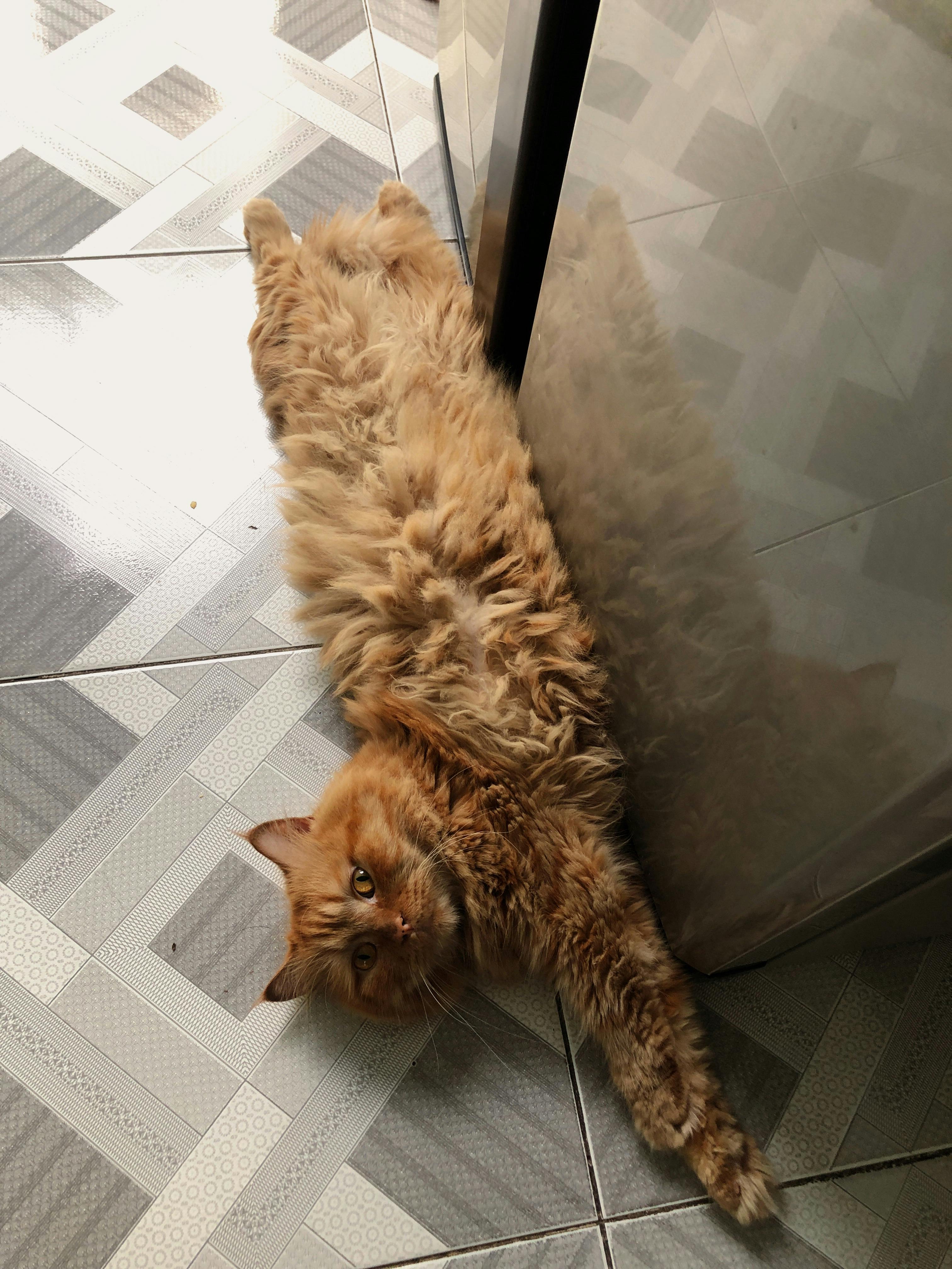 Gratis Leken ingefærkatt strekker seg luksuriøst på et geometrisk mønstret flisegulv innendørs. Arkivbilde