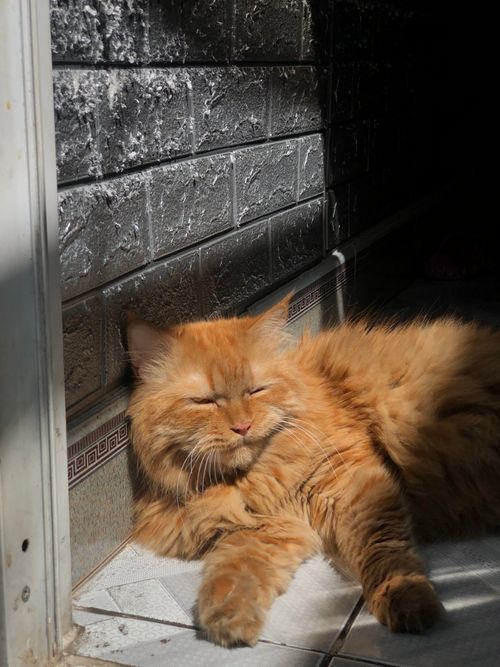 Free A fluffy orange cat relaxes in a sunlit spot indoors against a textured wall. Stock Photo
