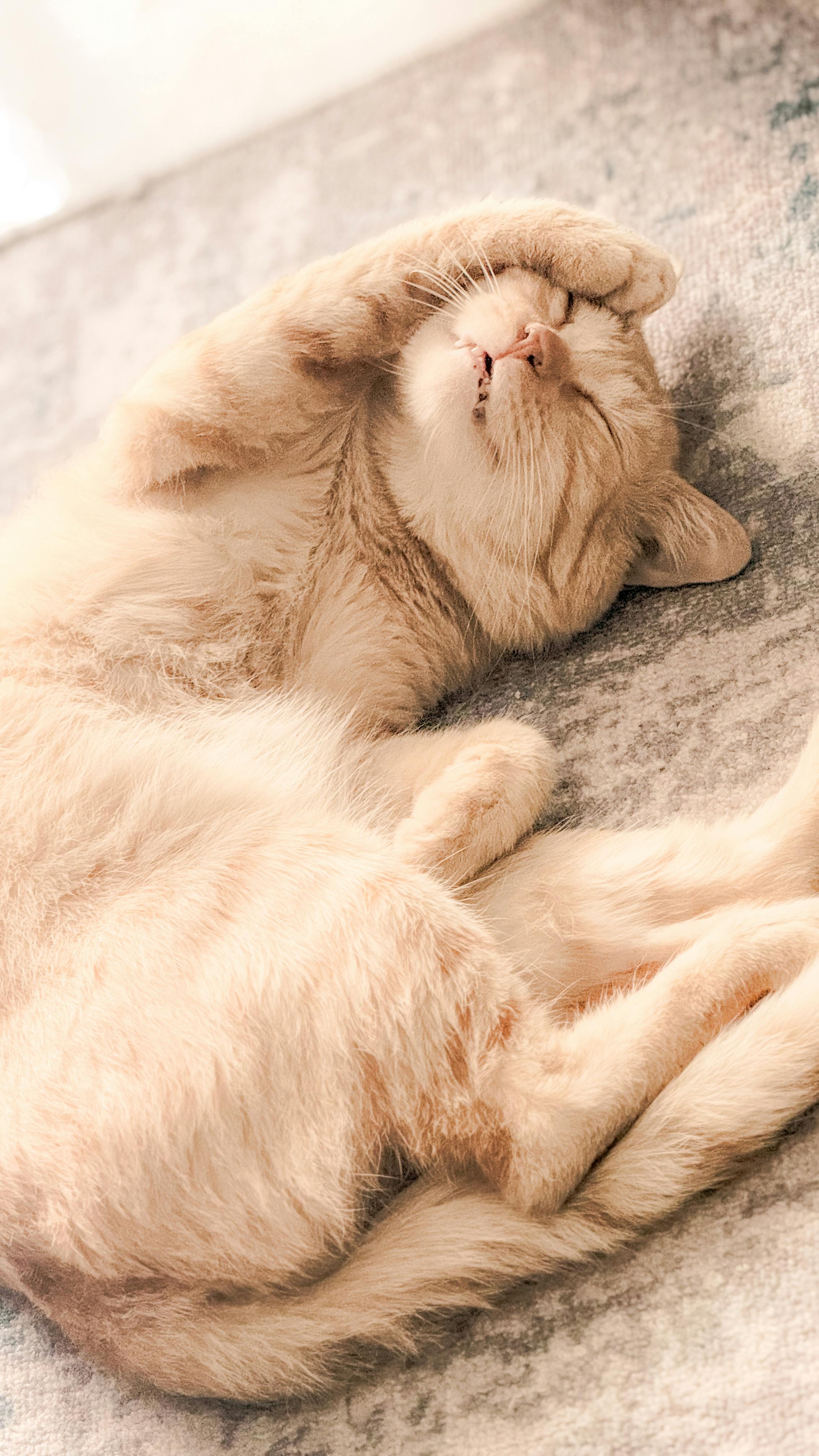 grátis Close-up de um gato ruivo dormindo tranquilamente sobre uma superfície aconchegante dentro de casa. Transmite calma. Foto profissional
