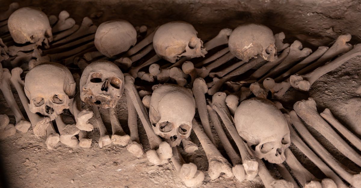 Cómo 8 fósiles esenciales ilustran el proceso evolutivo humano Cómo 8 fósiles esenciales ilustran el proceso evolutivo humano