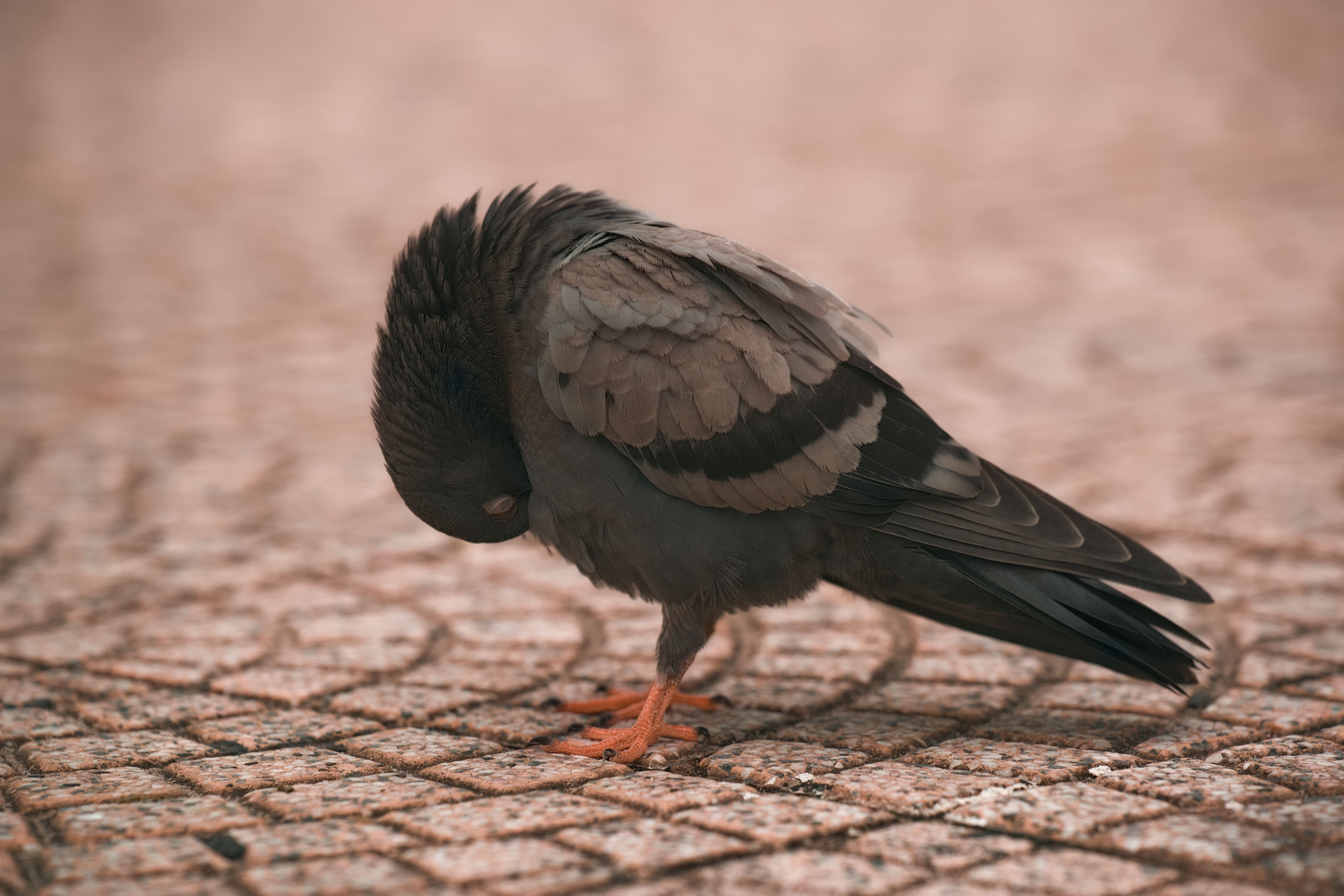 Do birds get disoriented? - The Institute for Environmental Research ...