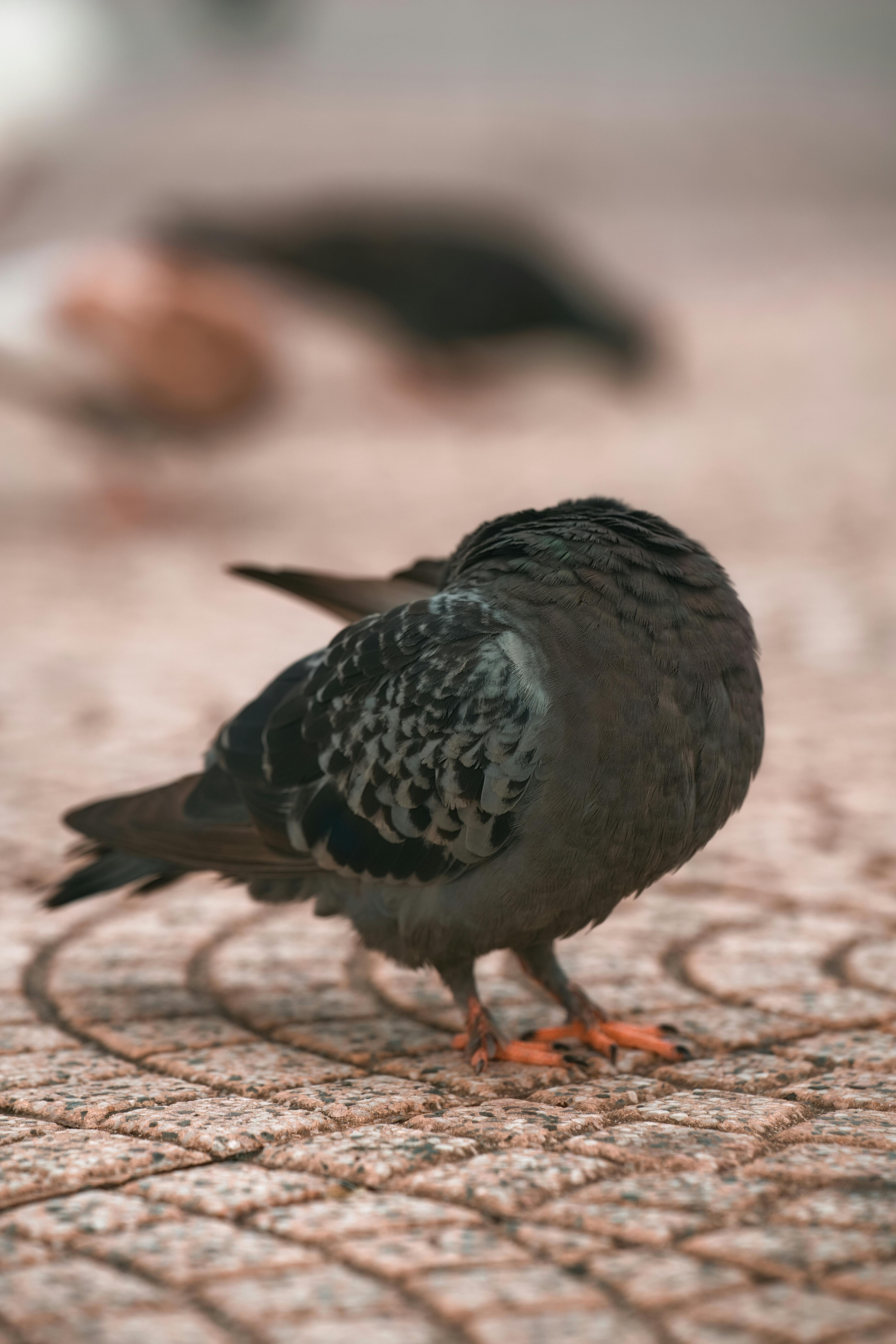 grátis Vista detalhada de um pombo com fundo desfocado na calçada da cidade. Foto profissional