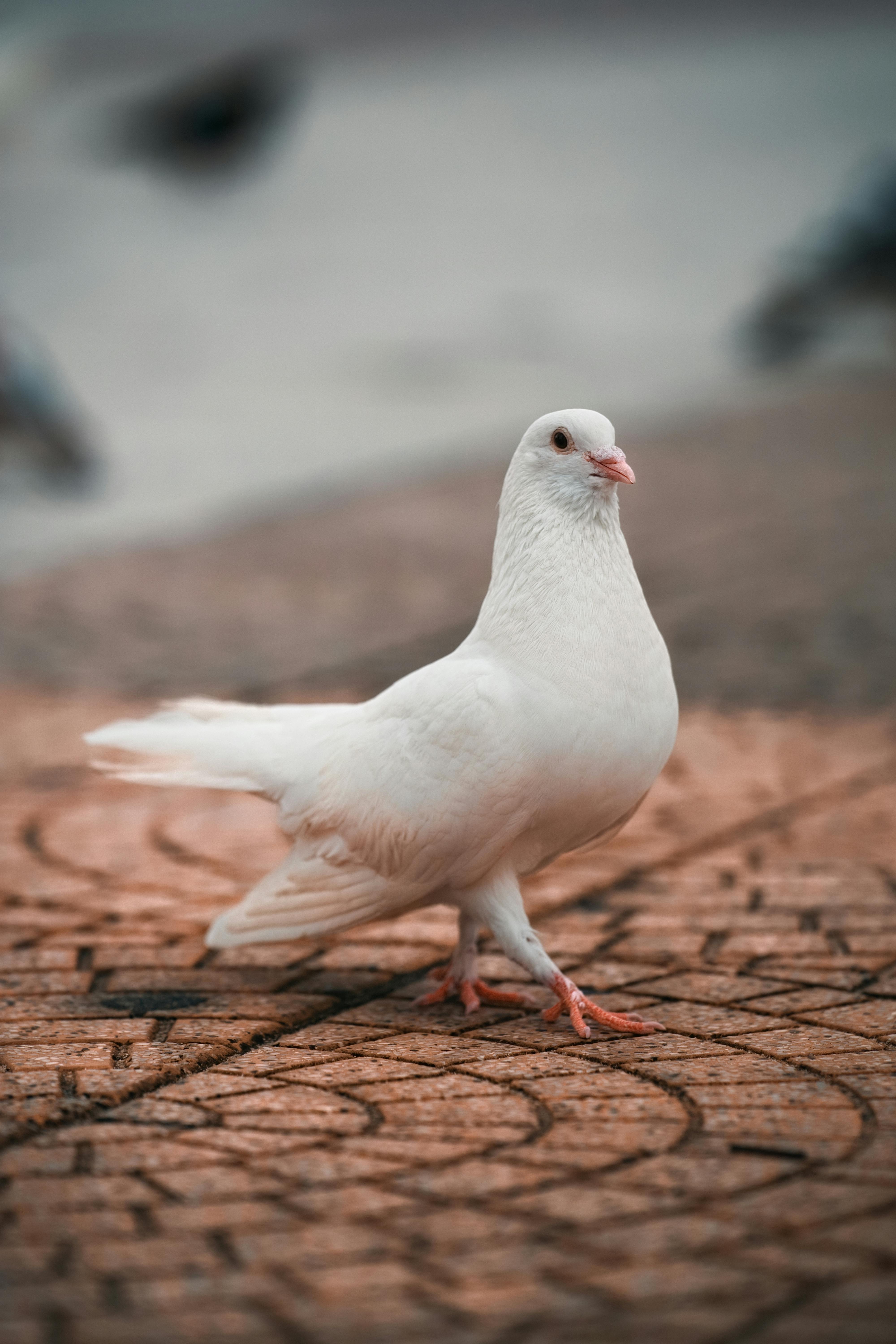 Bezpłatne Darmowe zdjęcie z galerii z @na wolnym powietrzu, animalia, biały gołąb Zdjęcie z galerii