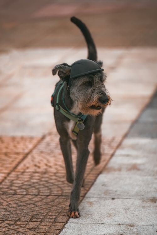 Free A well-groomed dog walks outdoors wearing a stylish cap, exuding confidence and charm. Stock Photo