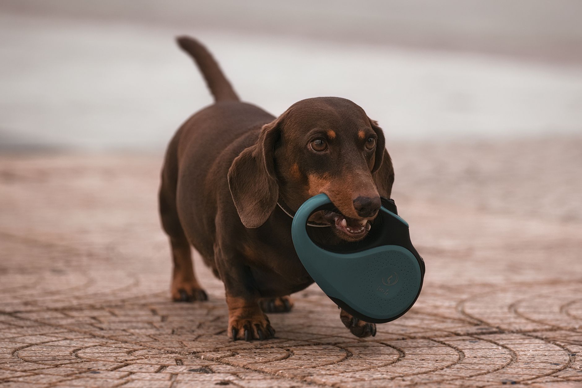 Retractable Dog Leads vs Static Leashes (2026) – Expert Guide to Safer, Smarter Walks