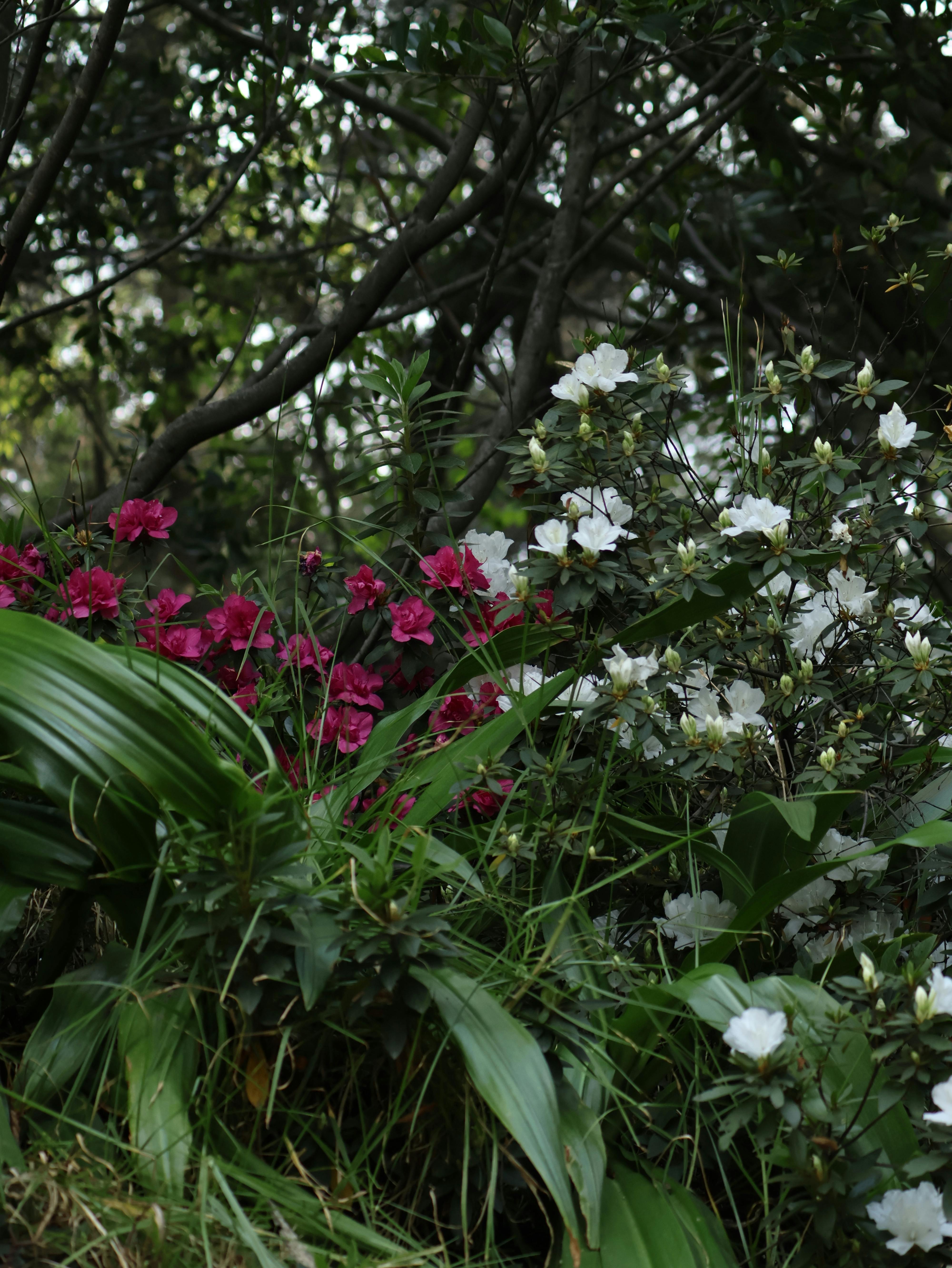 ฟรี คลังภาพถ่ายฟรี ของ 4k ธรรมชาติ, ciudad de mexico, flowerslovers คลังภาพถ่าย