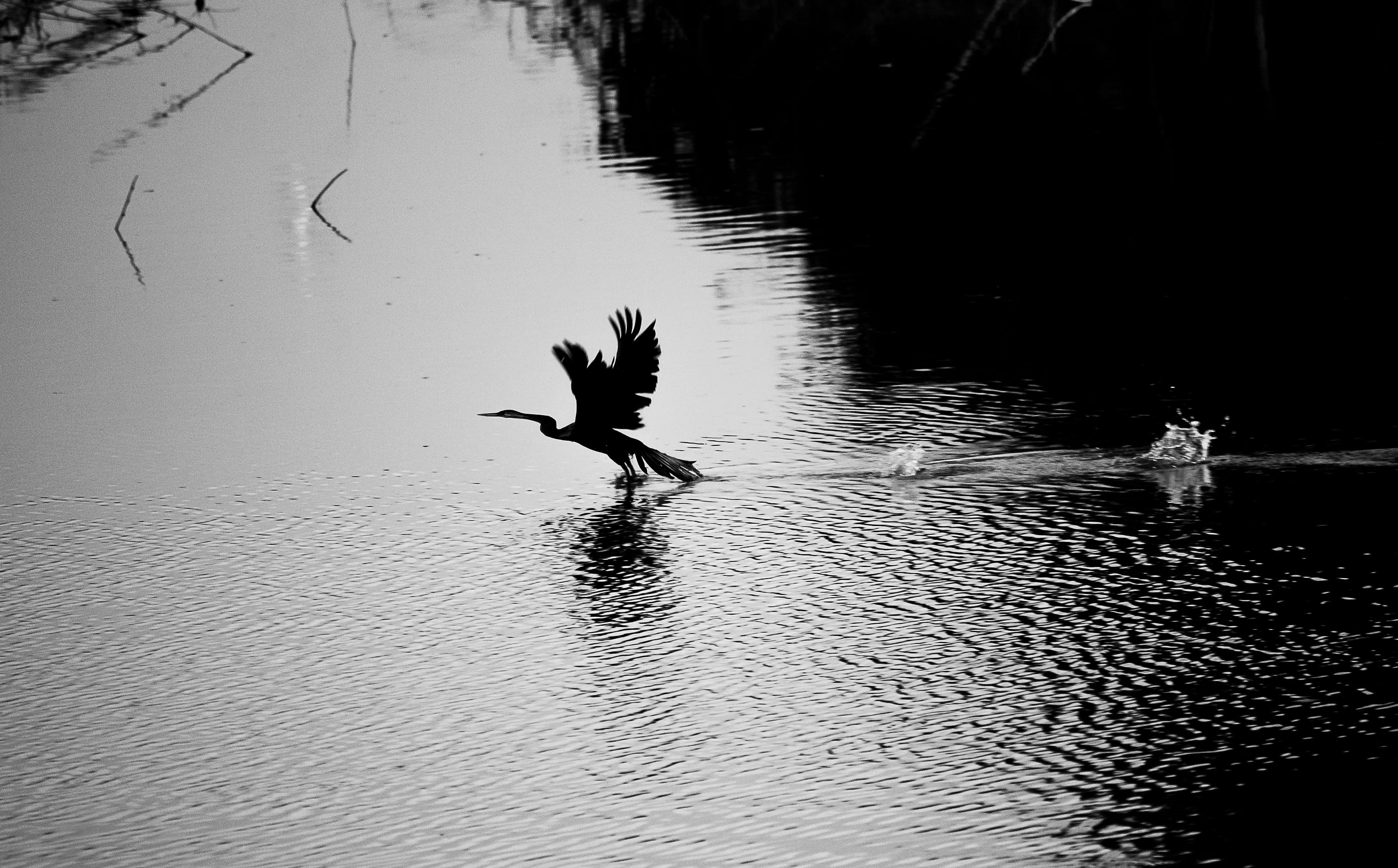 무료 잔물결 위를 우아하게 날아오르는 새의 모습이 인상적인 흑백 사진으로 포착되었습니다. 스톡 사진