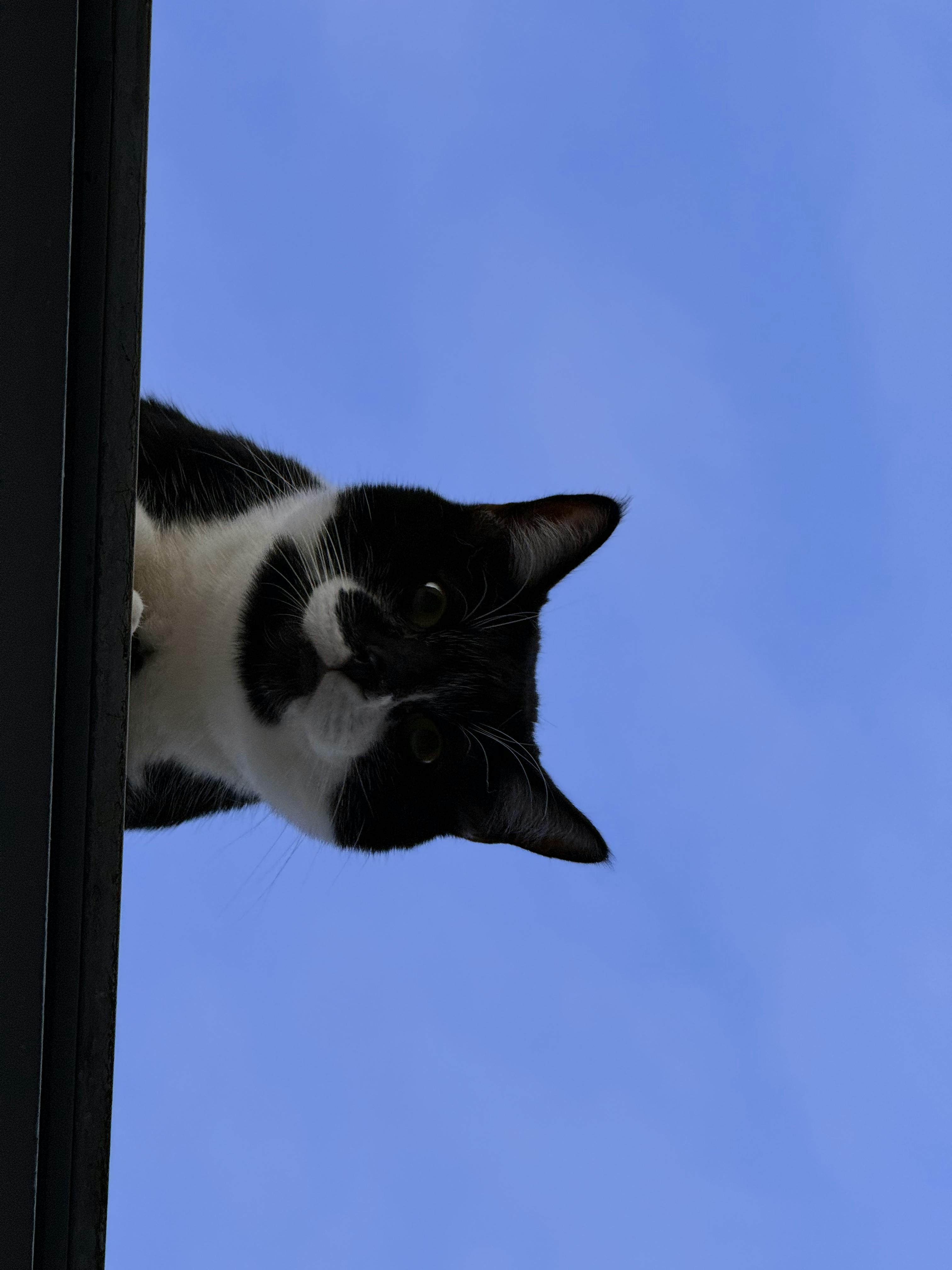 ingyenes Szmoking macska kíváncsian kukucskál egy tető pereméről a tiszta kék ég alatt. Stockfotó