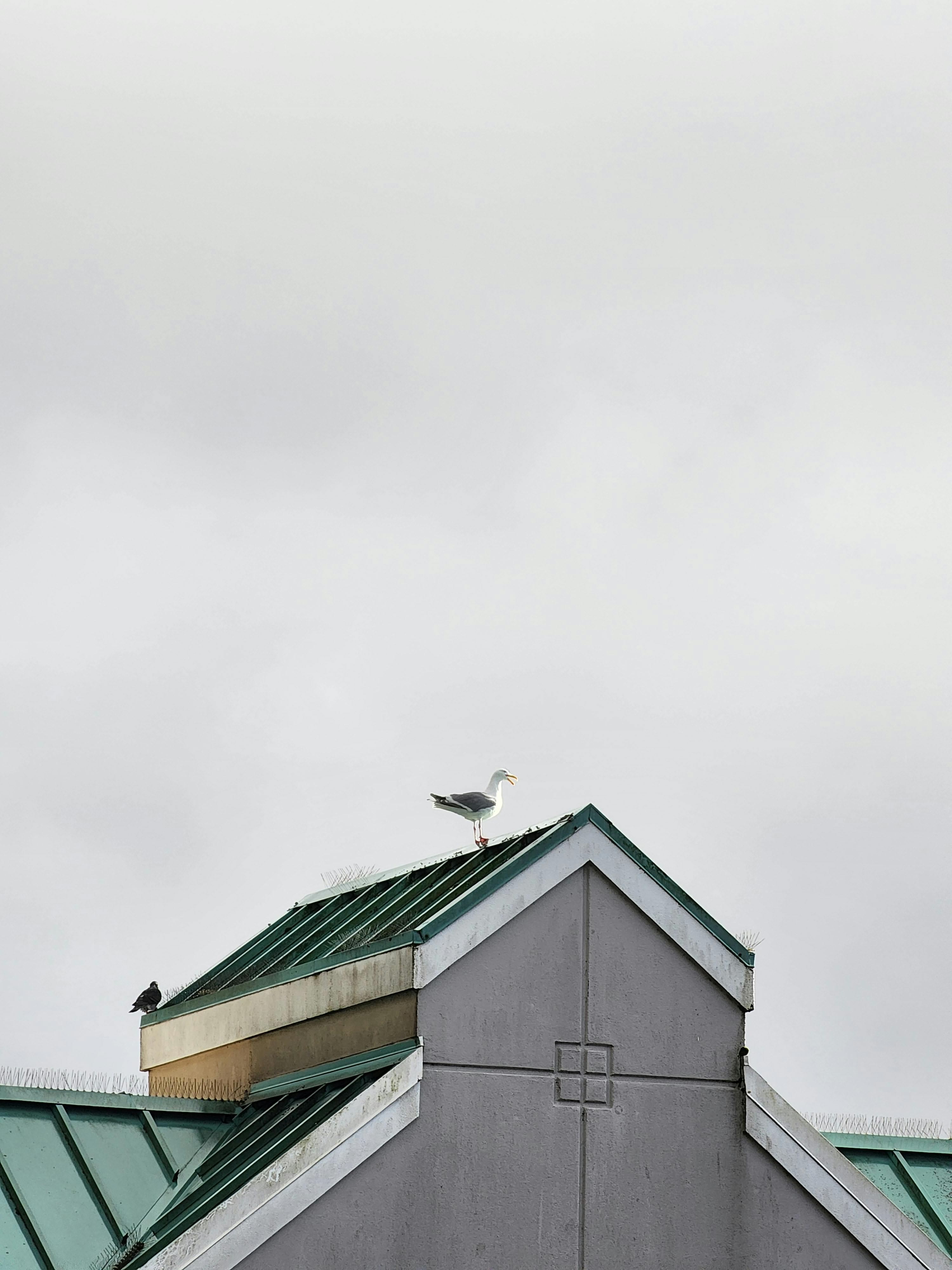grátis Uma gaivota pousa num telhado verde contra um céu cinzento e nublado, proporcionando uma serena cena costeira. Foto profissional
