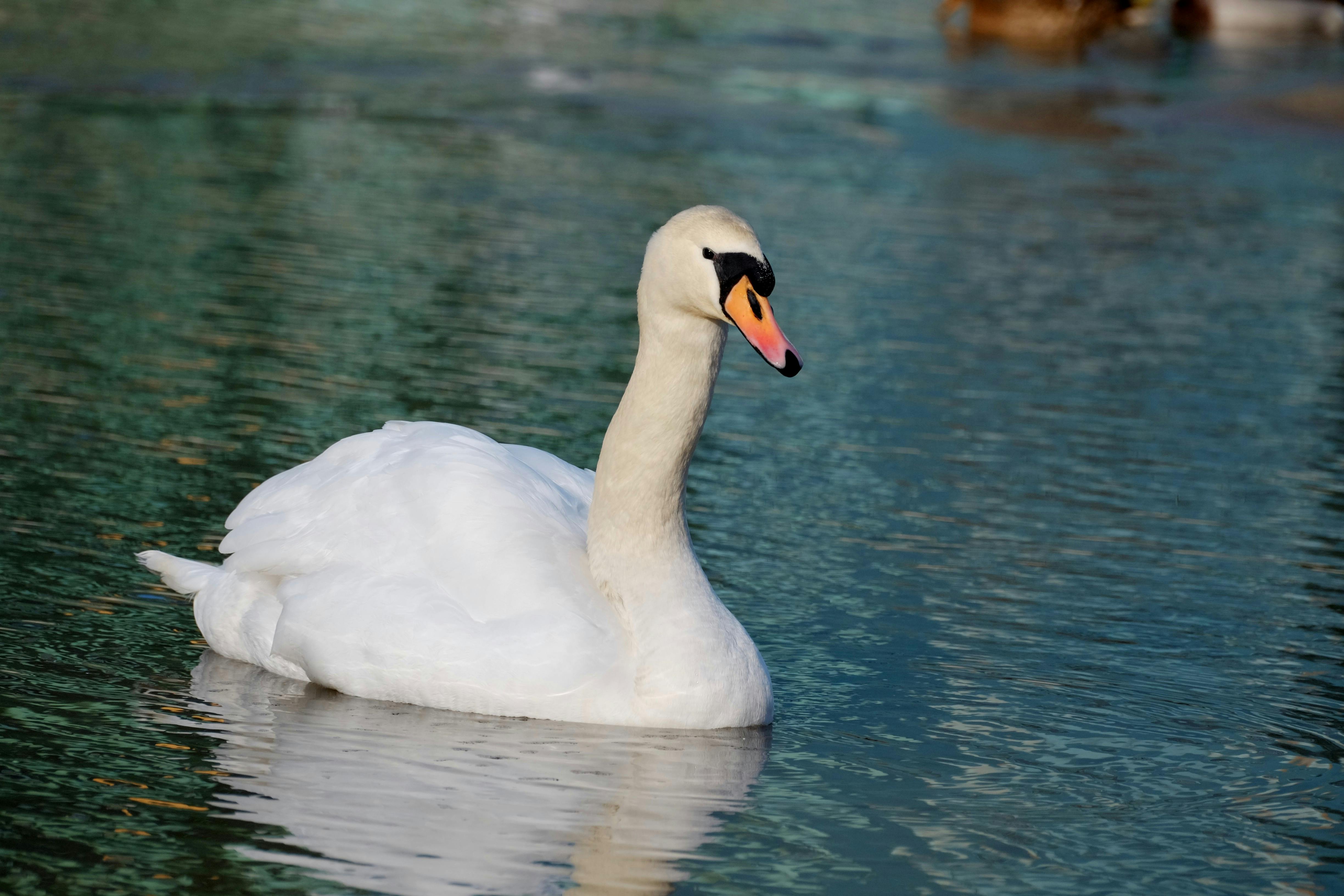 Gratuit O frumoasă lebădă mută plutește grațios pe un lac liniștit, etalându-și elegantele pene albe și ciocul portocaliu atrăgător. Fotografie de stoc