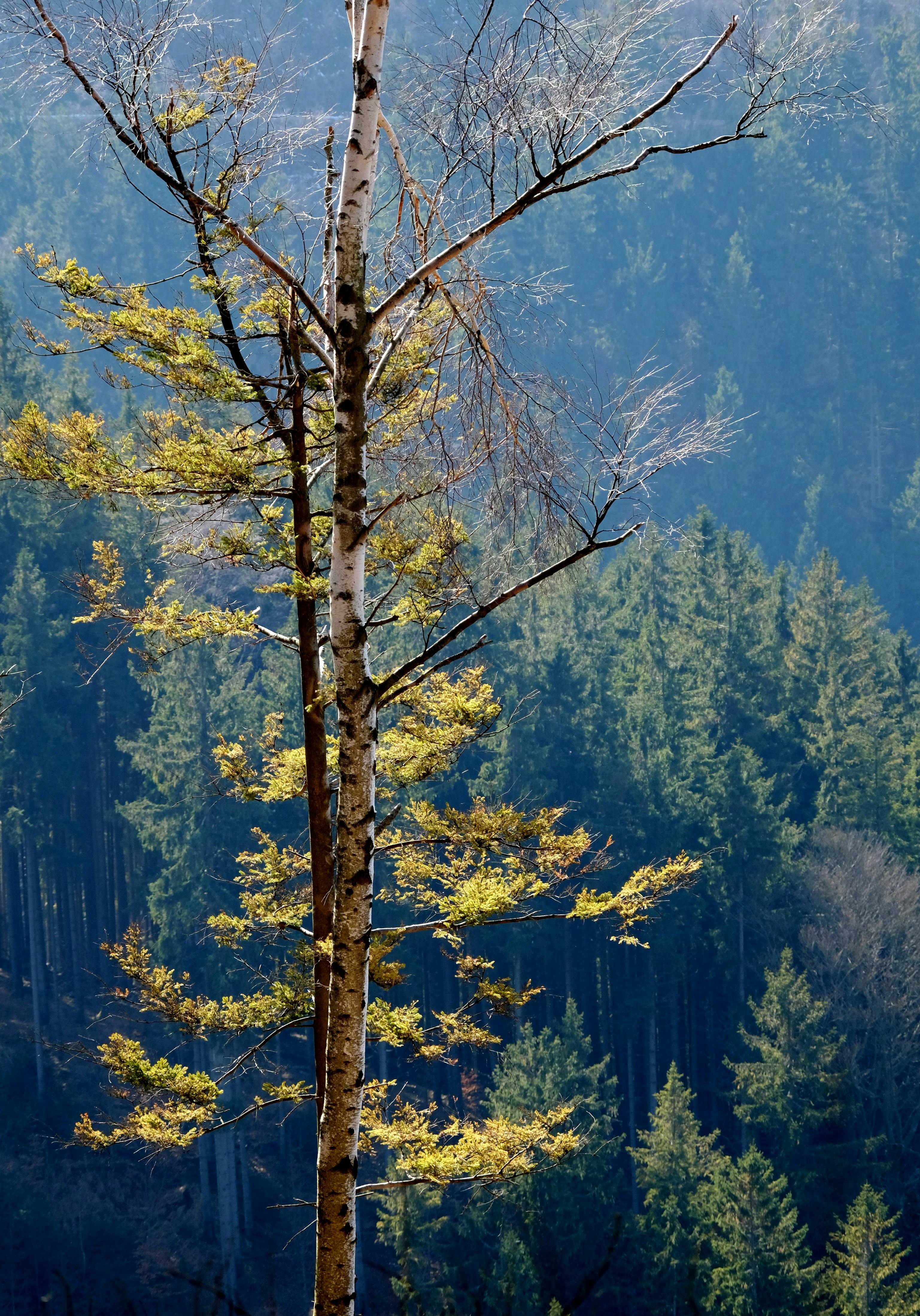 Gratis Un imponente abedul se alza en un bosque bañado por el sol, mostrando belleza natural y tranquilidad. Foto de stock