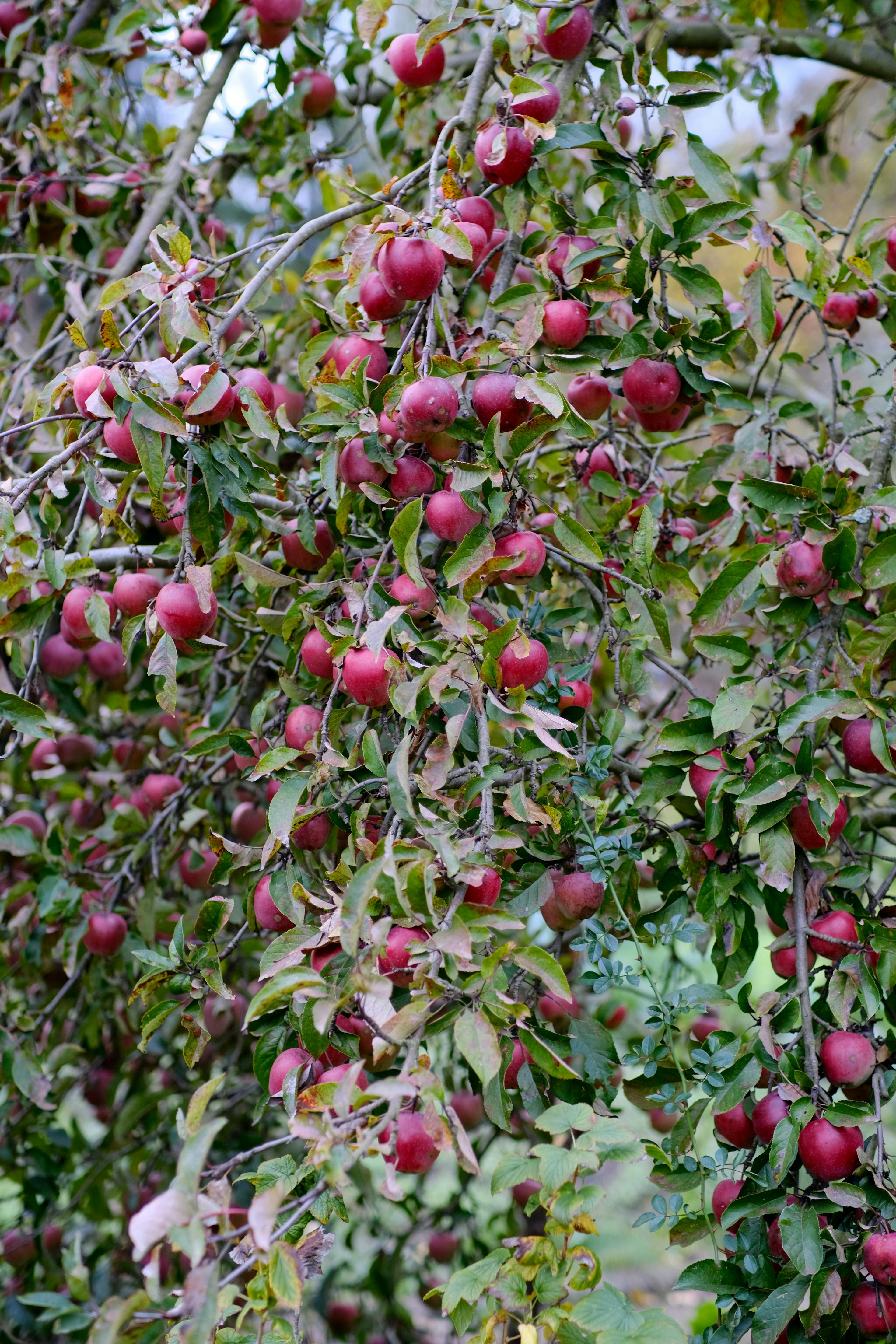 gratis Rode appels hangen aan de takken in een weelderige boomgaard, perfect voor de oogsttijd. Stockfoto