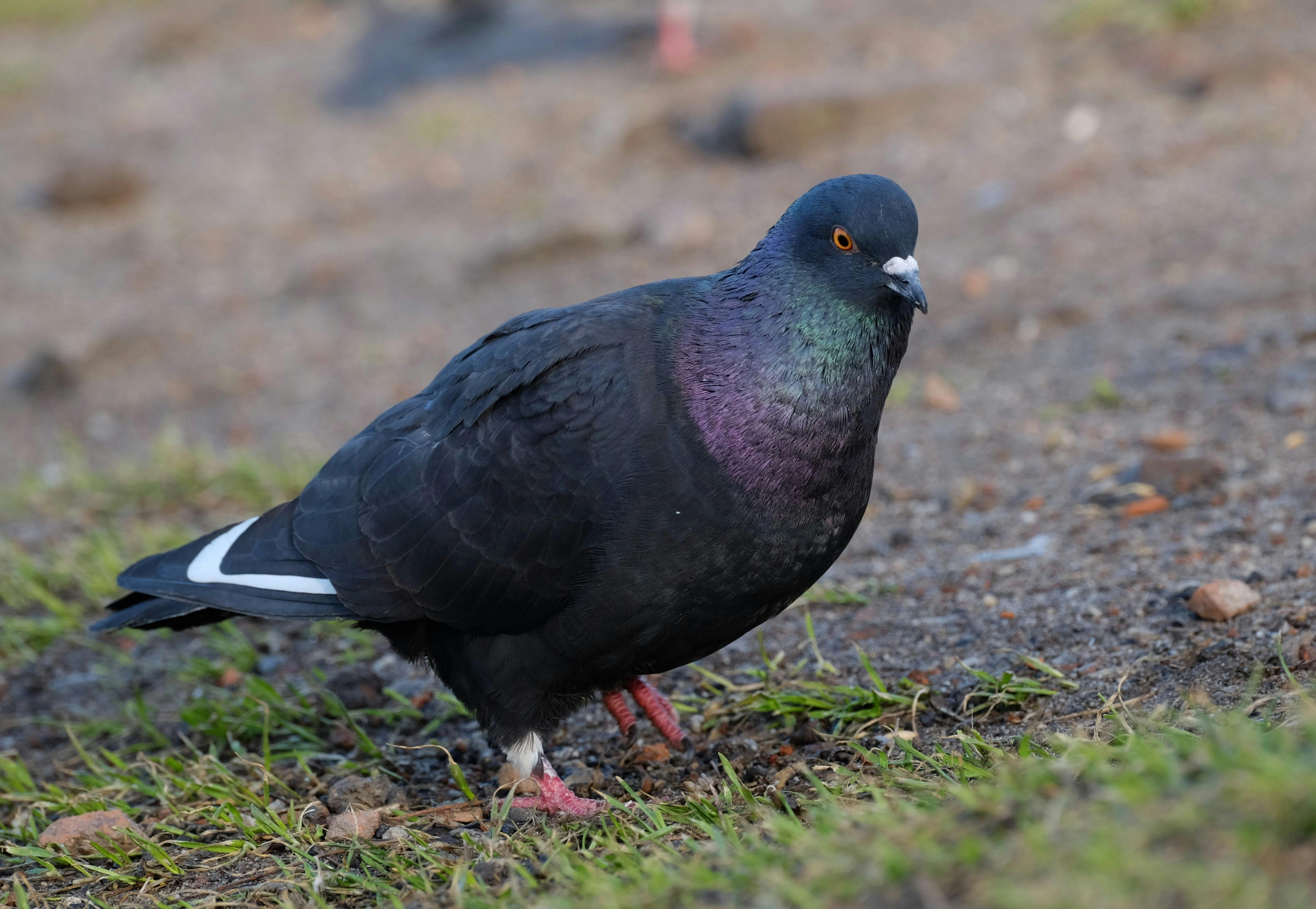 Gratuit Photo détaillée d'un pigeon biset aux plumes irisées sur l'herbe. Photos