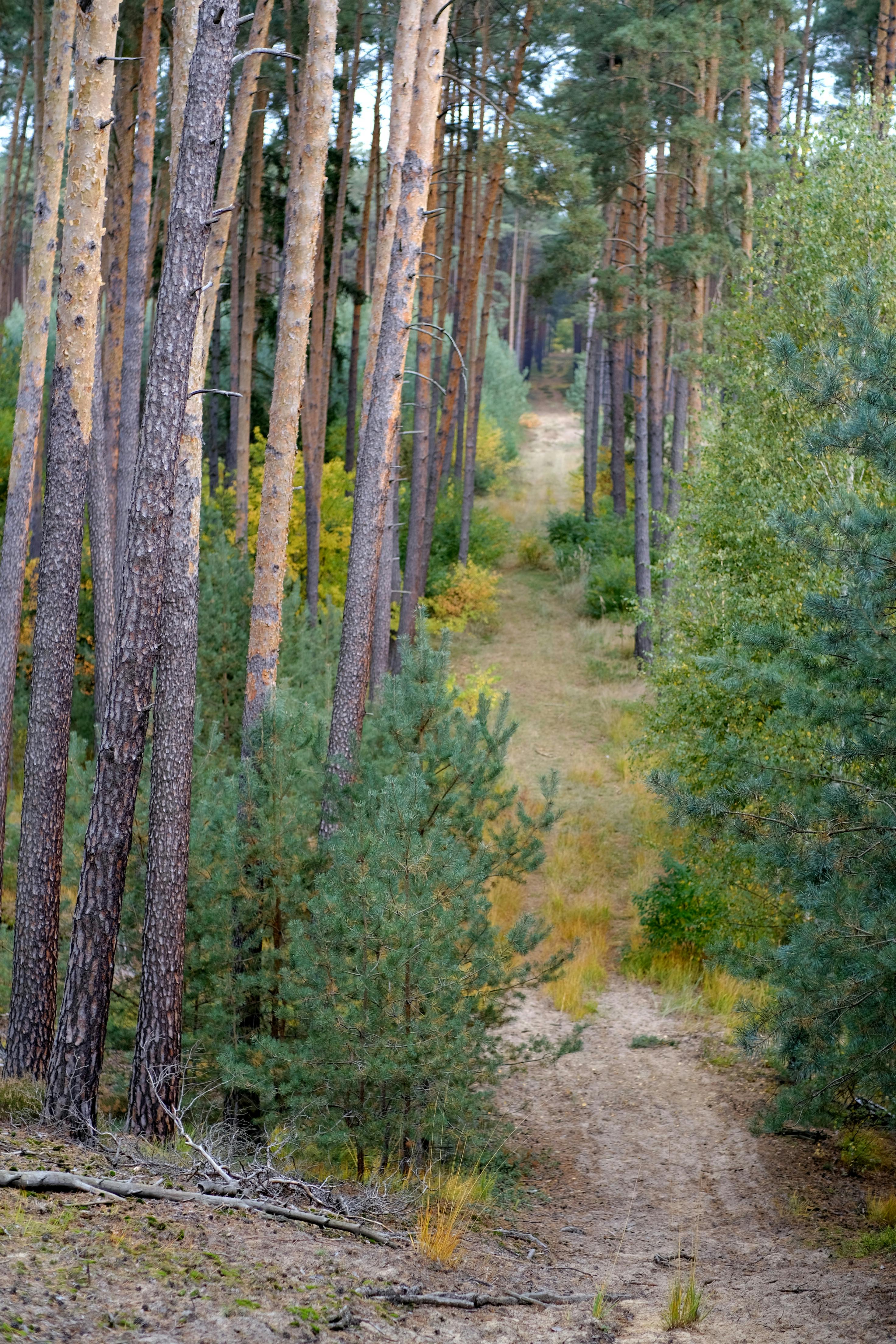 免费 冒險, 勘探, 发育不全 的 免费素材图片 素材图片