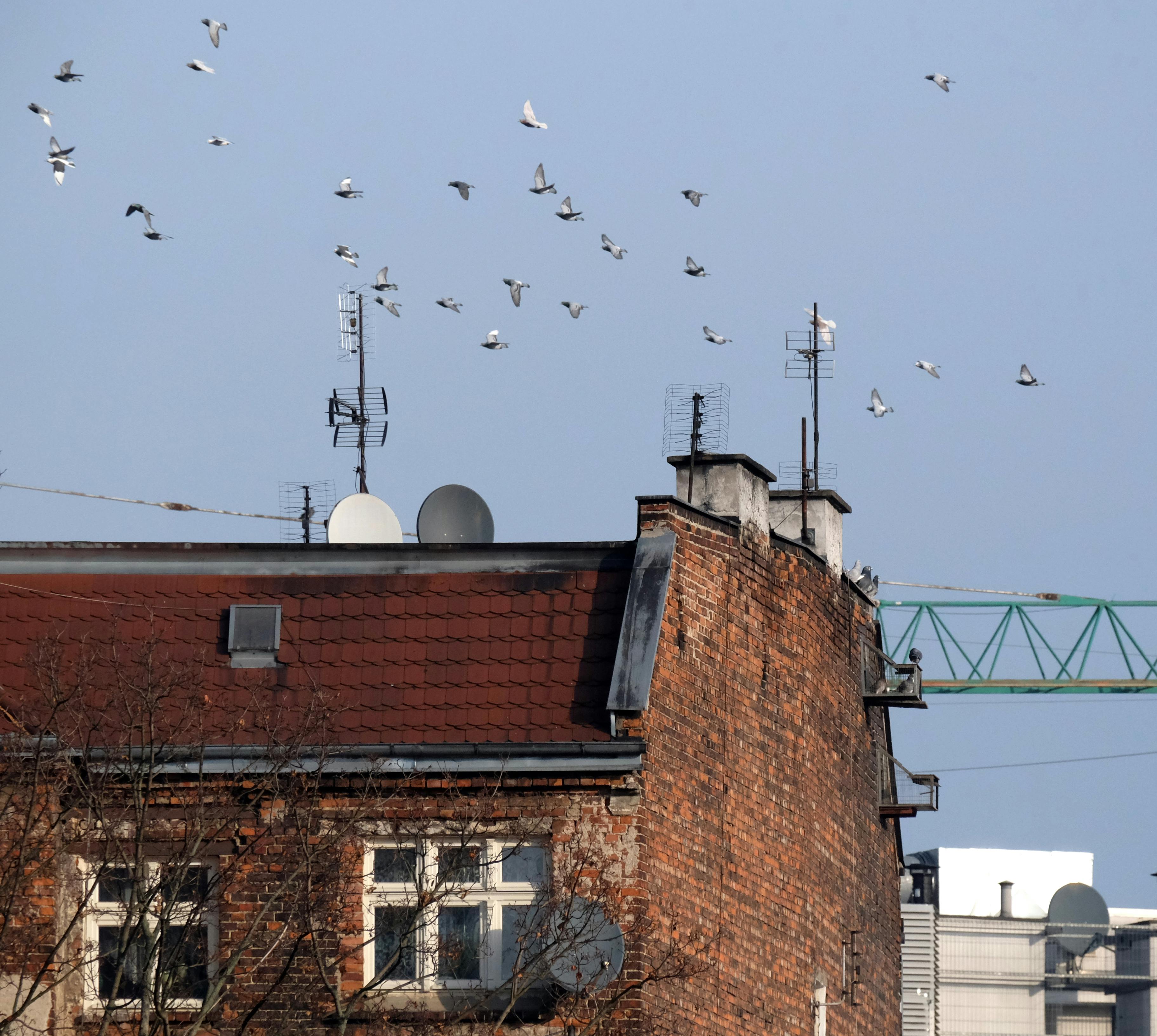 Gratis En flokk med duer som svever over taket av en murbygning med antenner mot en klar himmel. Arkivbilde